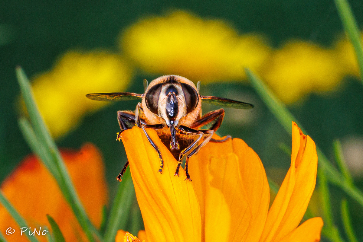 Dit insect is ondanks de naam geen bij, maar een zweefvlieg en is al helemaal niet blind. De naam komt waarschijnlijk voort uit het feit dat deze soort wel erg op een bij lijkt, maar niet kan steken. Daarnaast heeft de blinde bij rijen haren op zijn ogen wat mogelijk tot de gedachte leidde dat hij blind was. Ook veel andere zweefvliegen lijken net als de blinde bij op soorten zoals wespen, hommels en bijen. Deze gelijkenis wordt mimicry genoemd. Hierdoor aarzelen predatoren soms om aan te vallen, uit angst een steek op te lopen. De blinde bij komt overal in Nederland en Vlaanderen algemeen voor