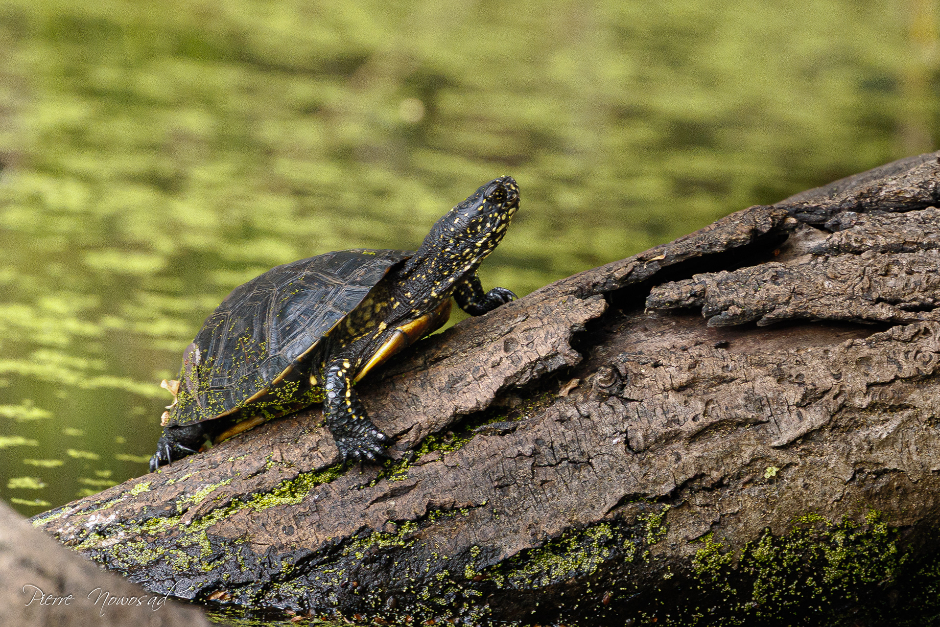 Europese Moerasschildpad