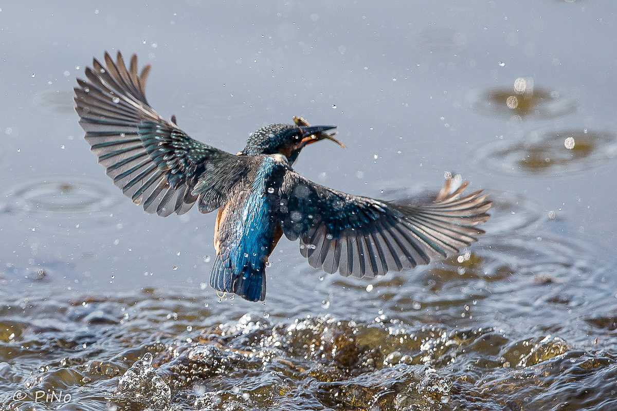 IJsvogel