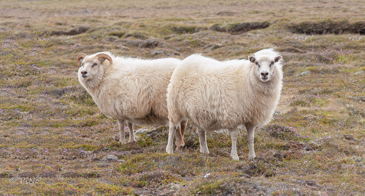 Krísuvíkurberg Cliffs
