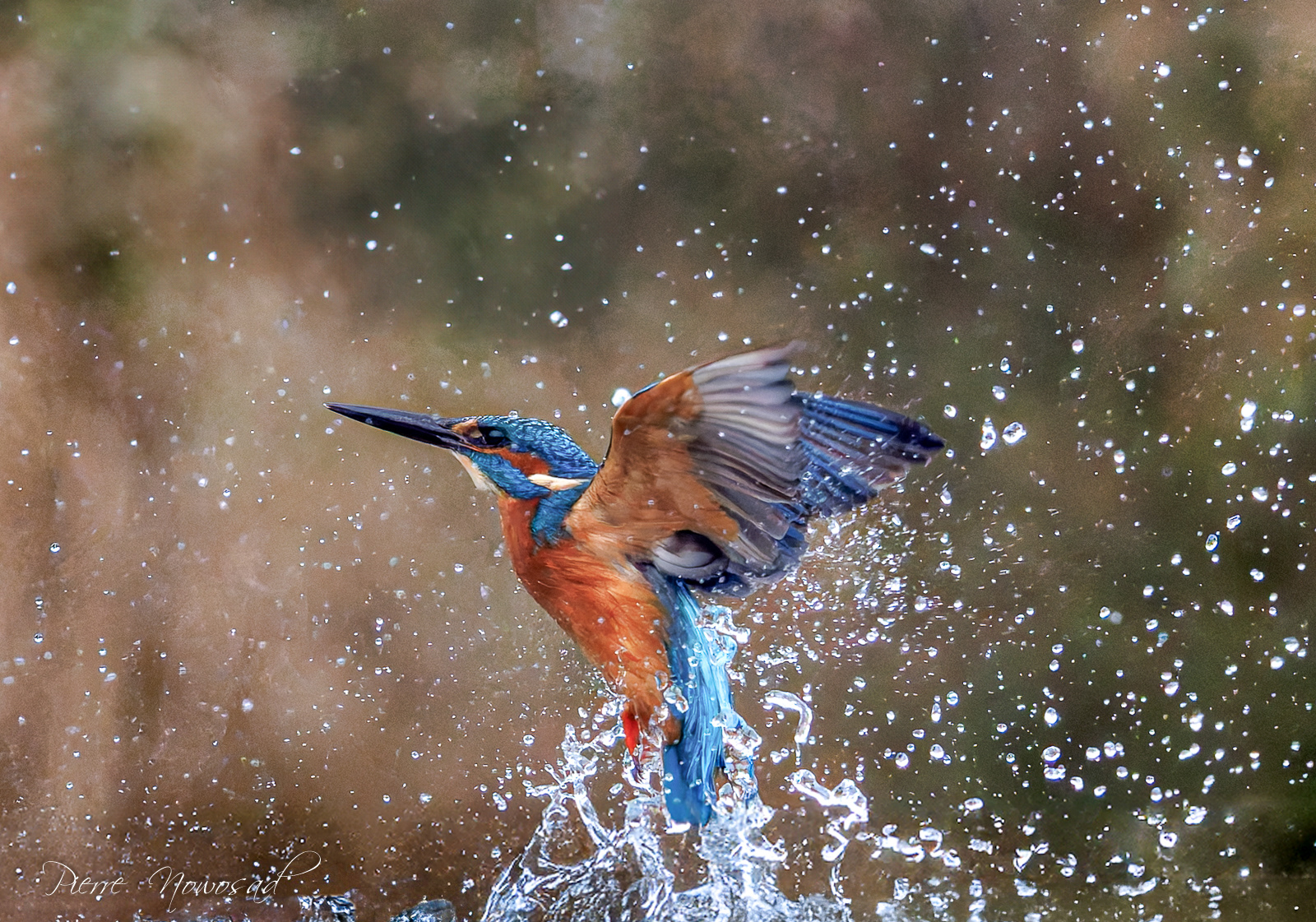 IJsvogel