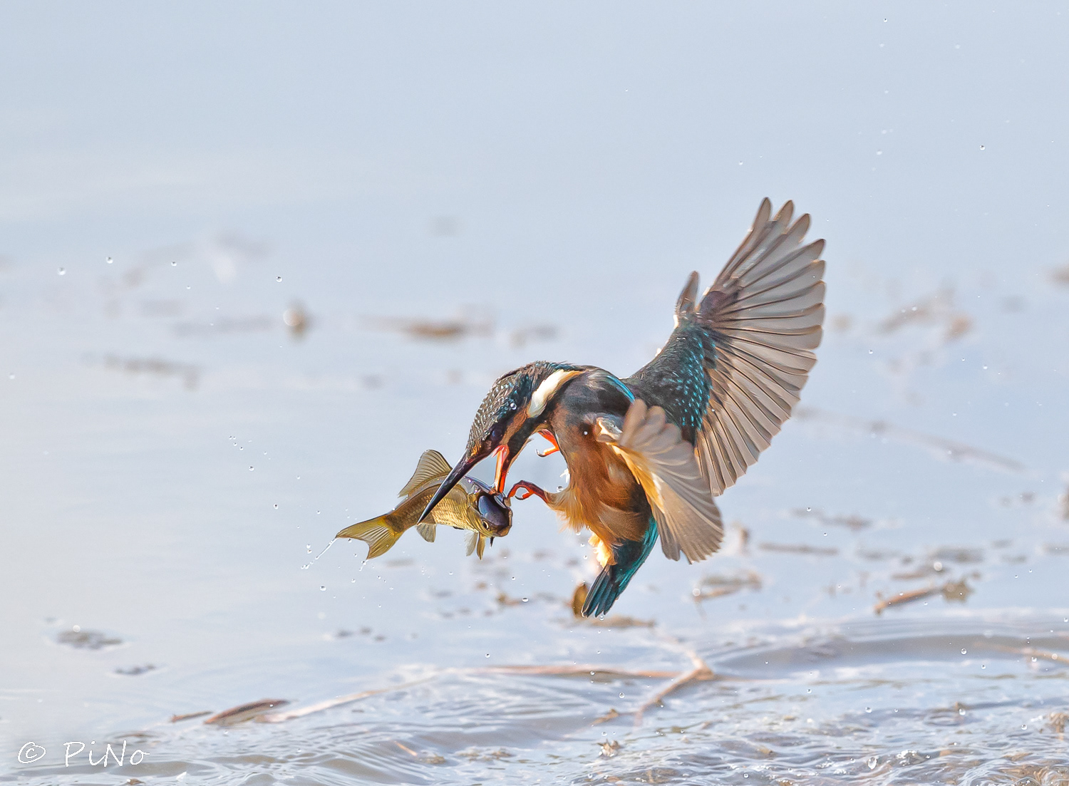 IJsvogel