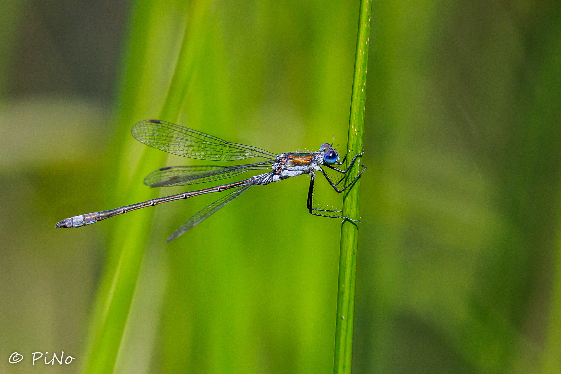 Gewone Pantserjuffer ( Lestes Sponza )