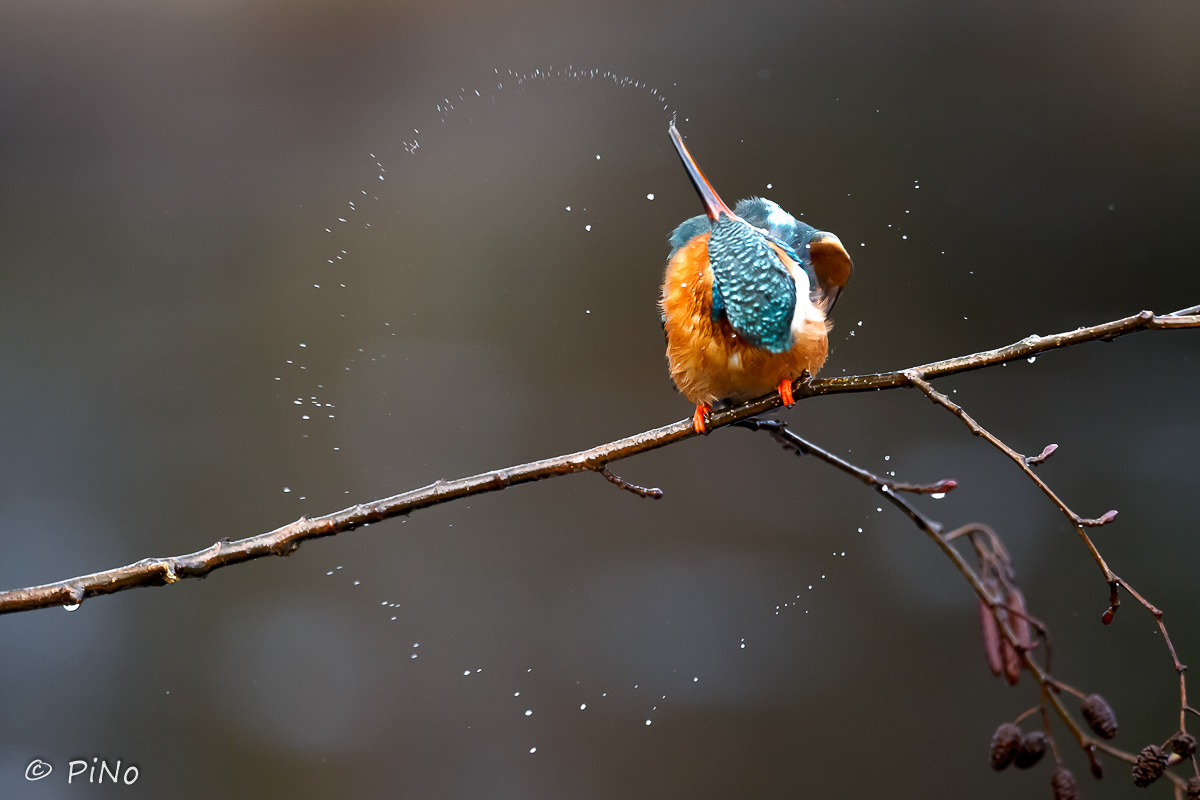 IJsvogel