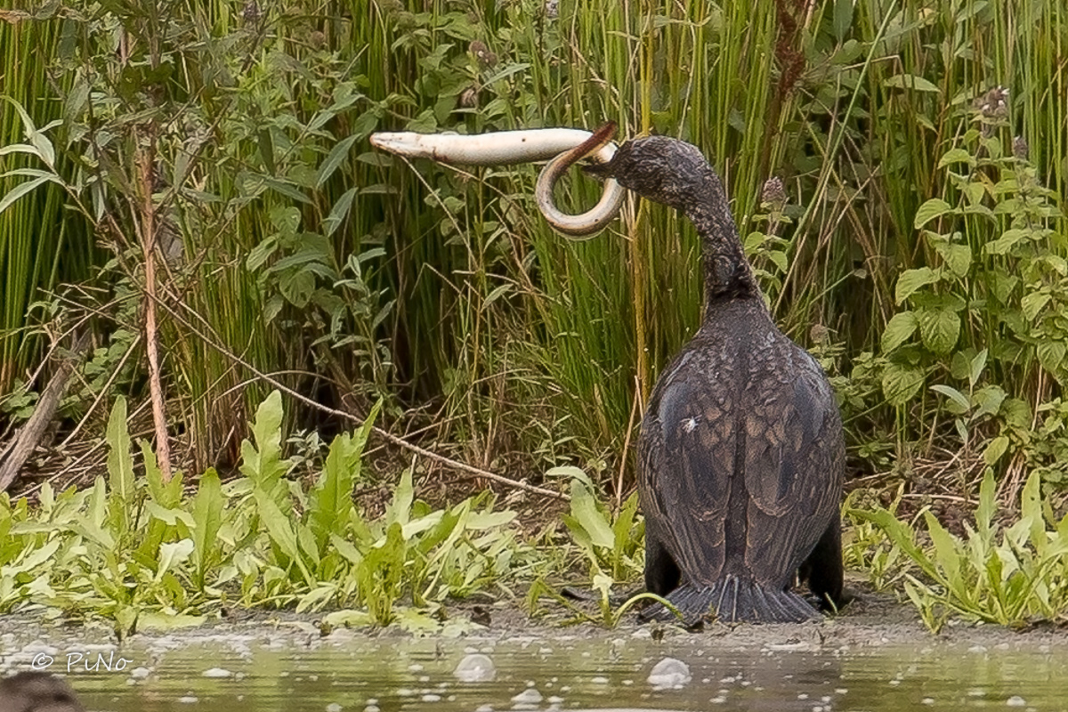 Aalscholver