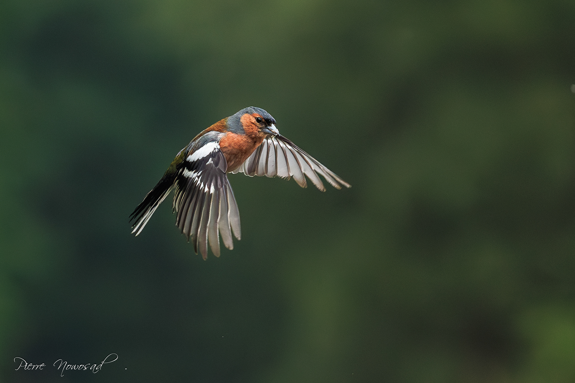 Vink