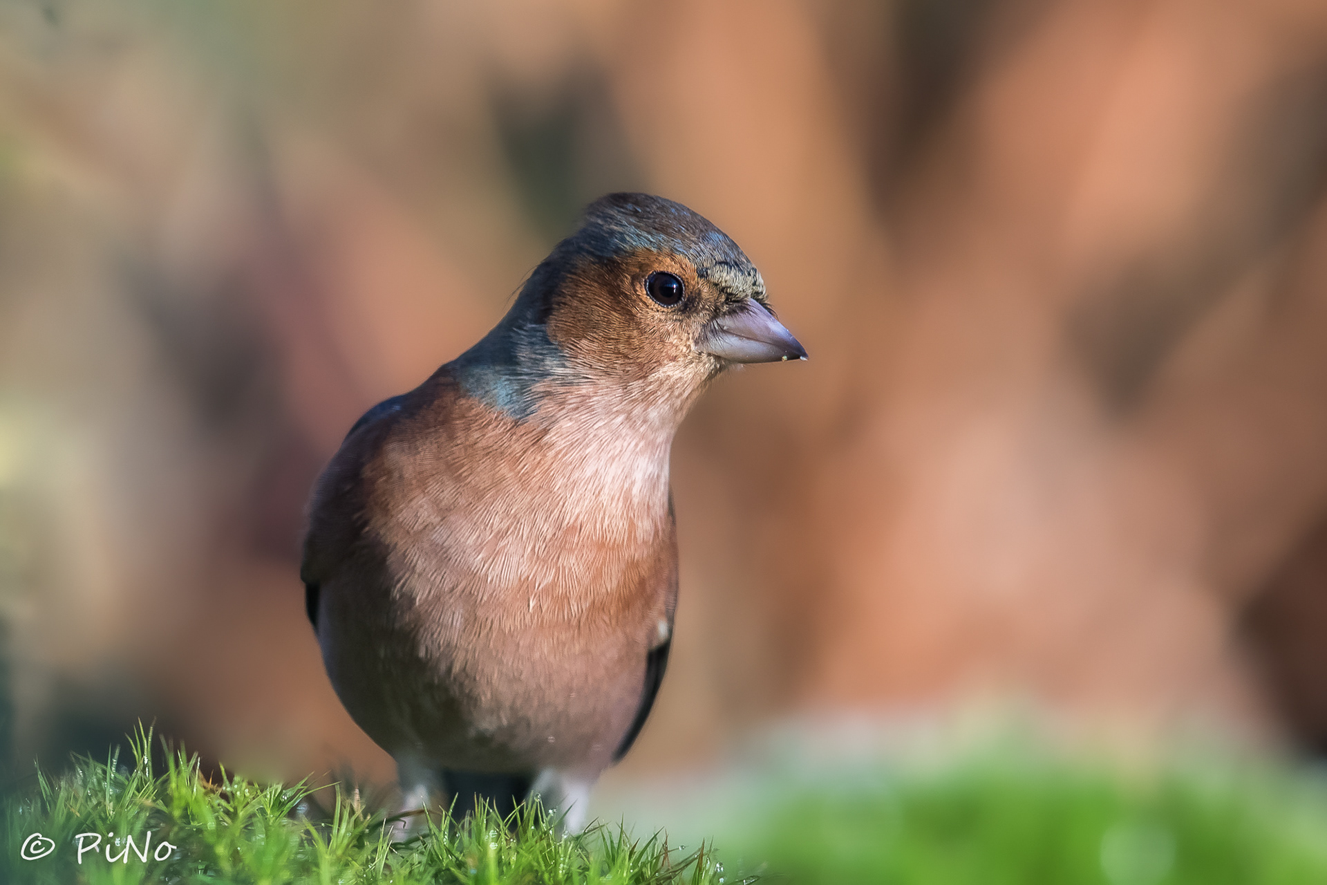 Vink