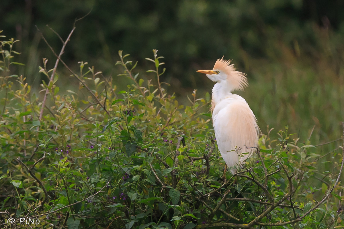 Koereiger