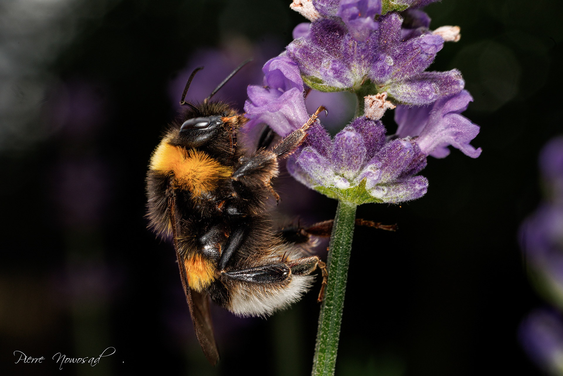 Akkerhommel