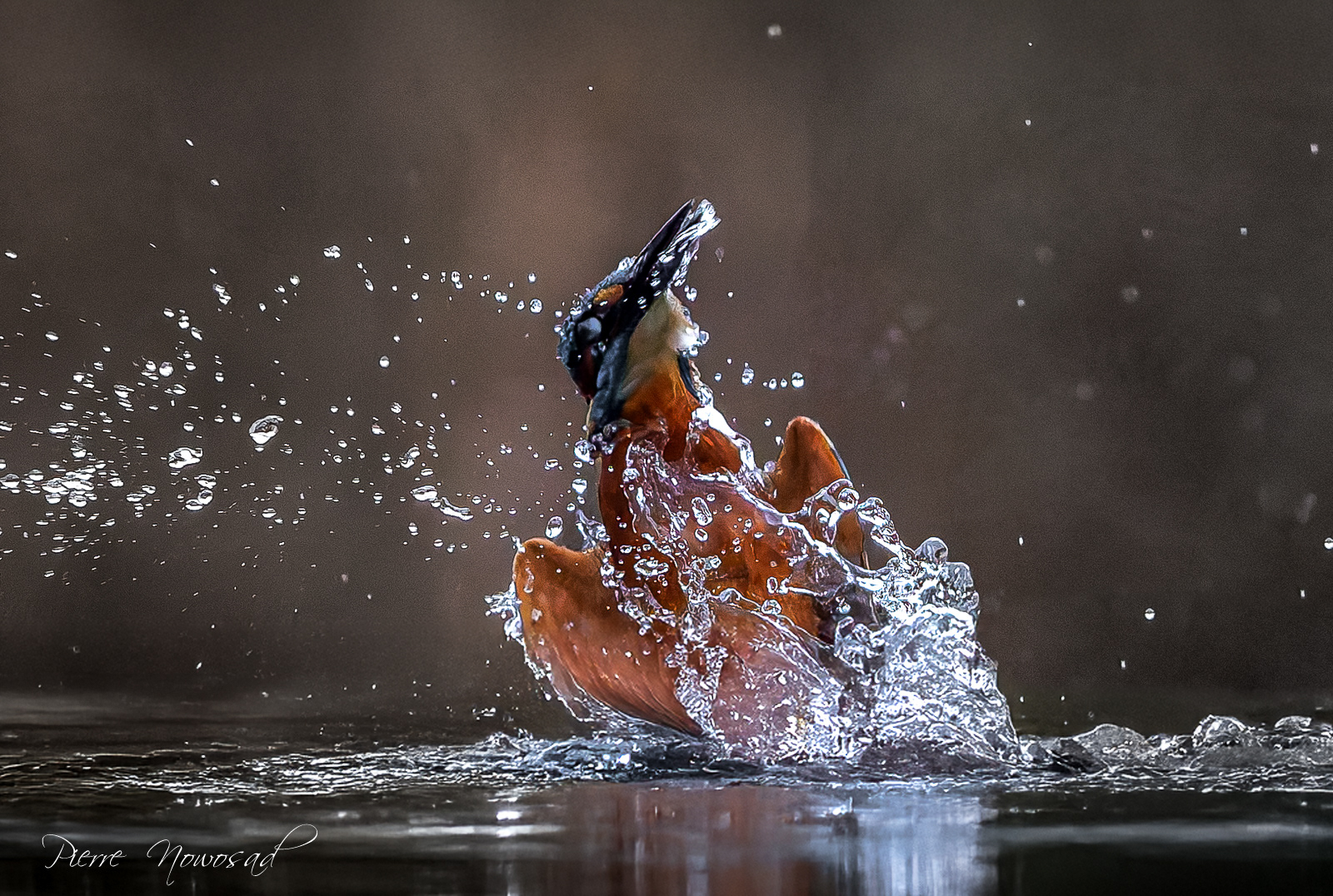 IJsvogel