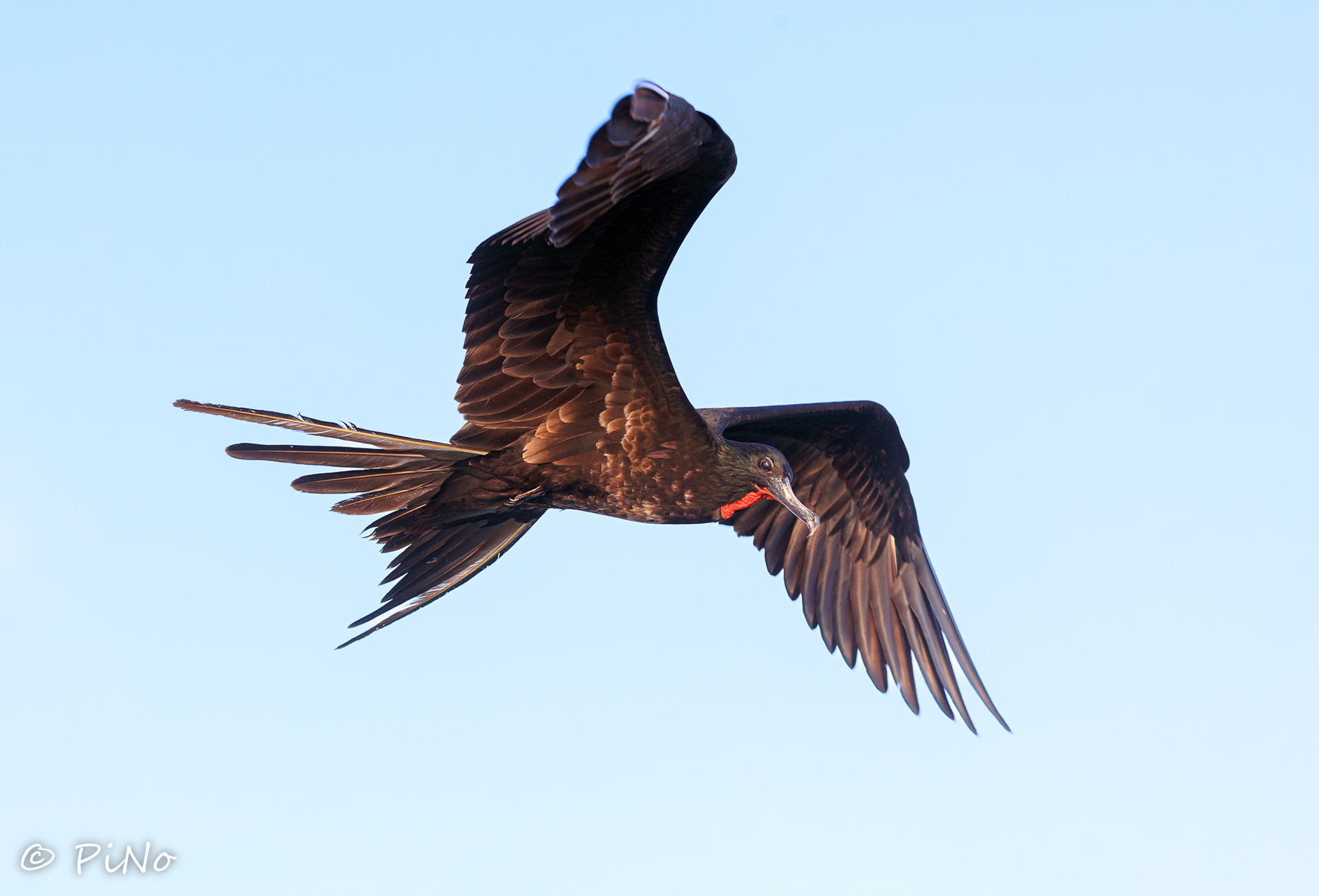 Fregatvogel