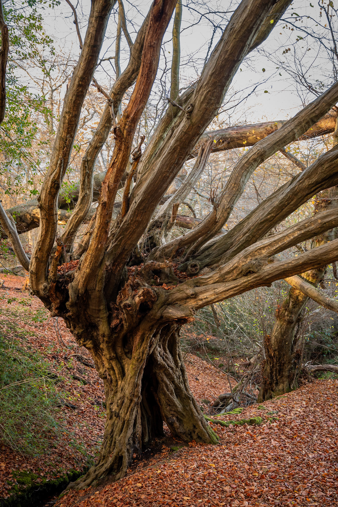Branching out (Epping Forest, November 2024)
