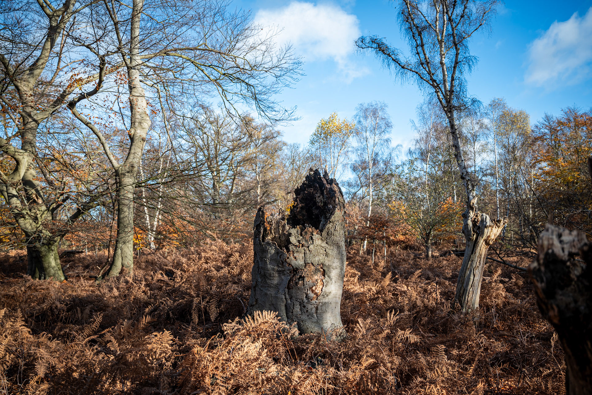Golden autumnal bracken (Epping Forest, November 2024)