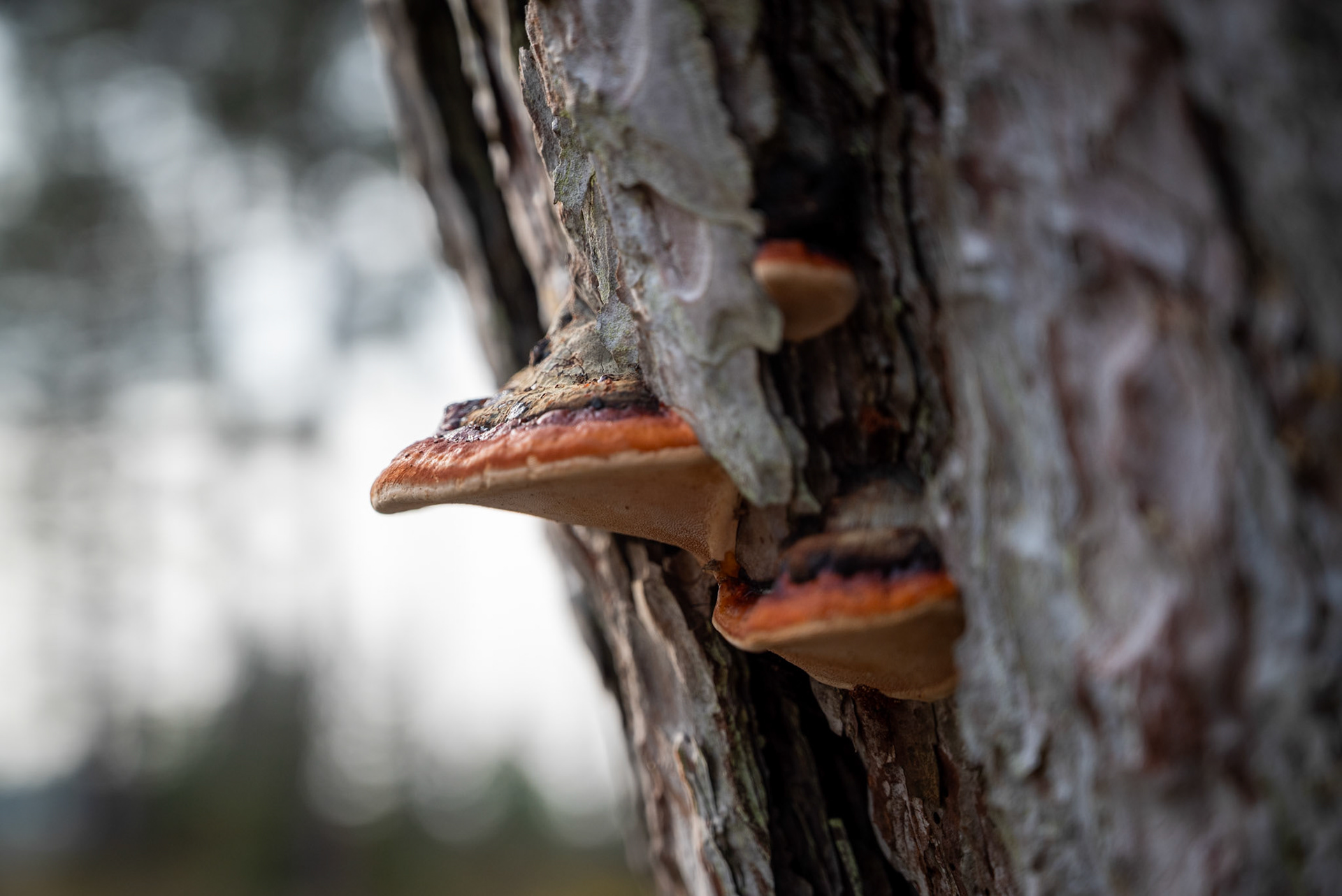 Tree growth