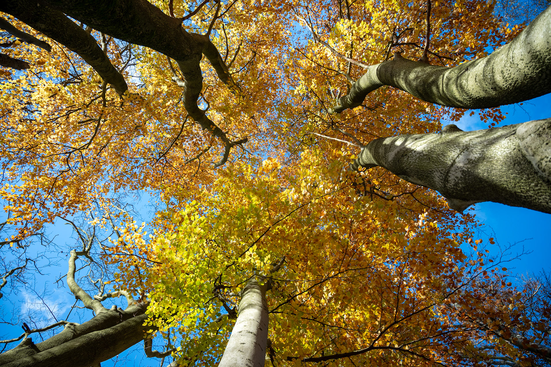 Looking up (Epping Forest, November 2024)