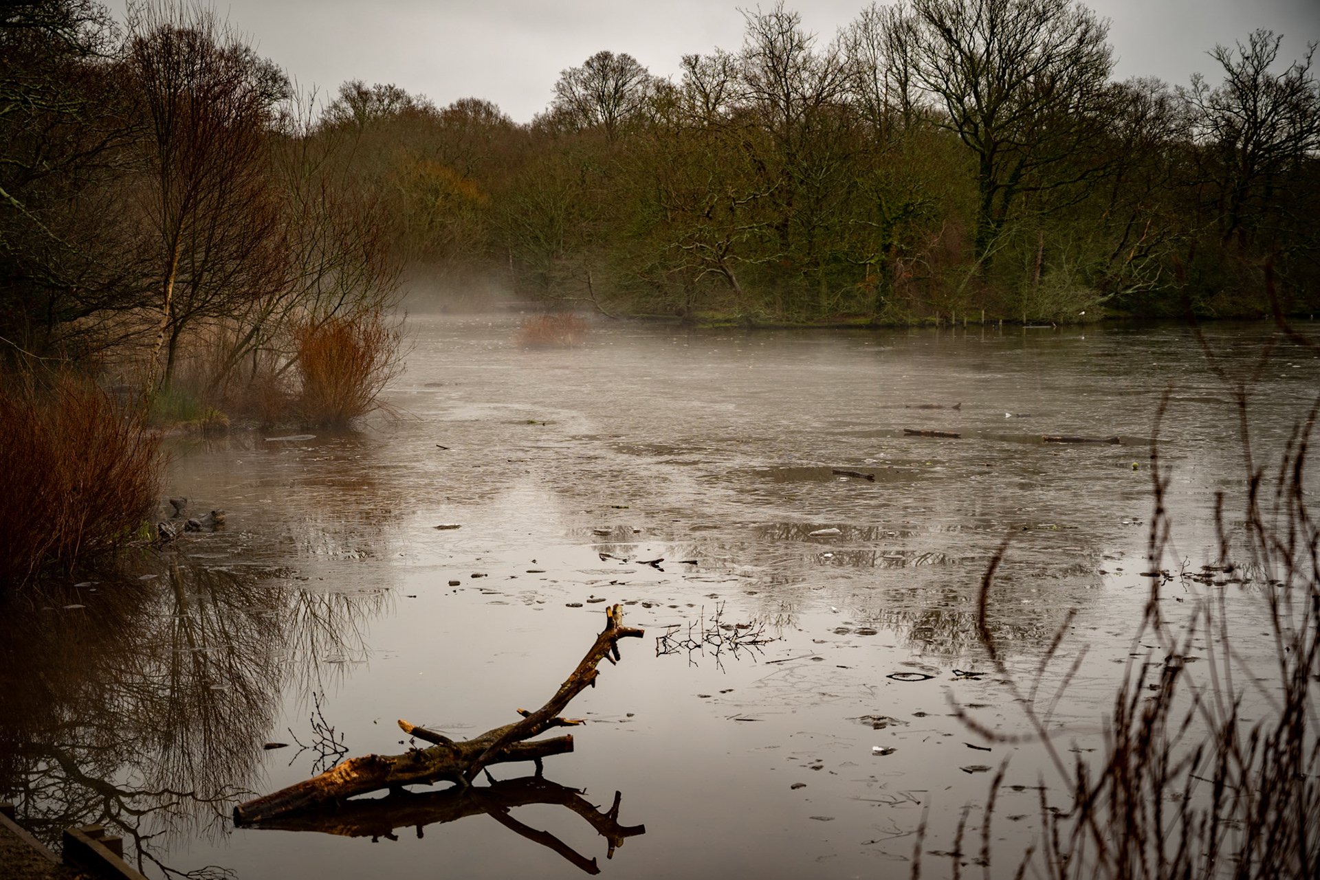 Connaught wintry water (Epping Forest, November 2024)
