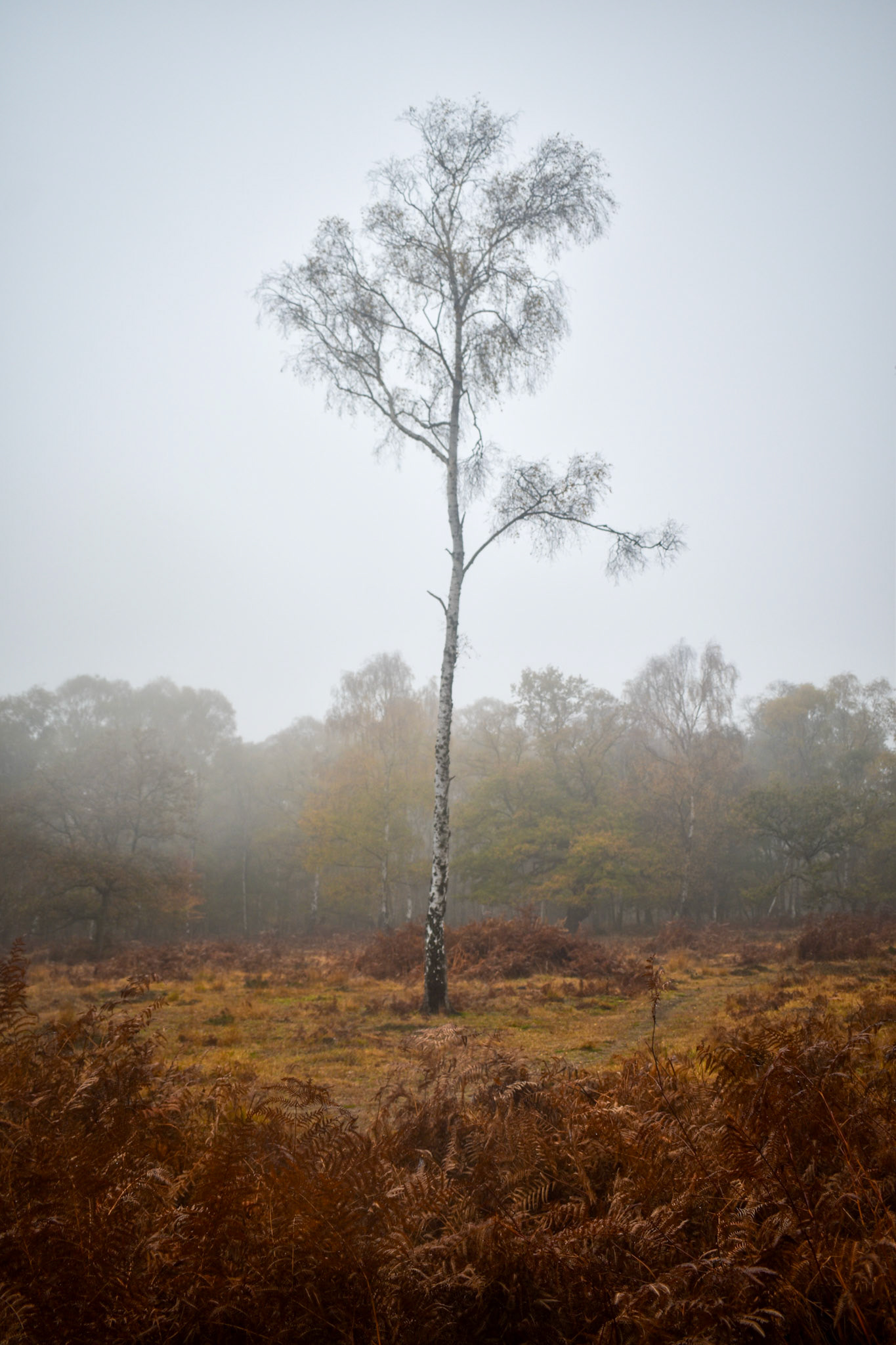 Lone tree, Misty Morning (Epping Forest, November 2022)