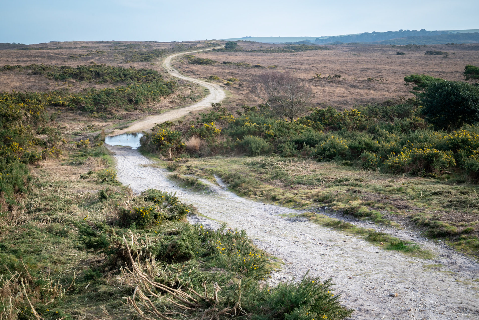 Godlingston Heath on a crisp February day