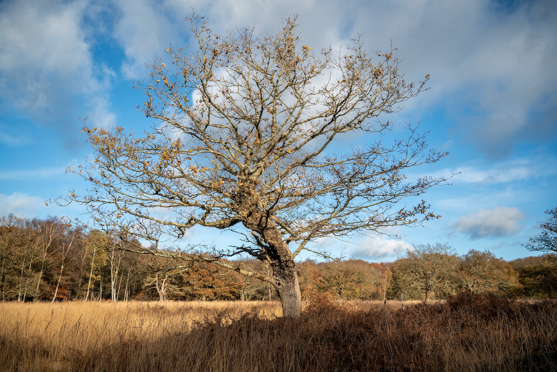 Autumnal colours (Epping Forest, November 2024)