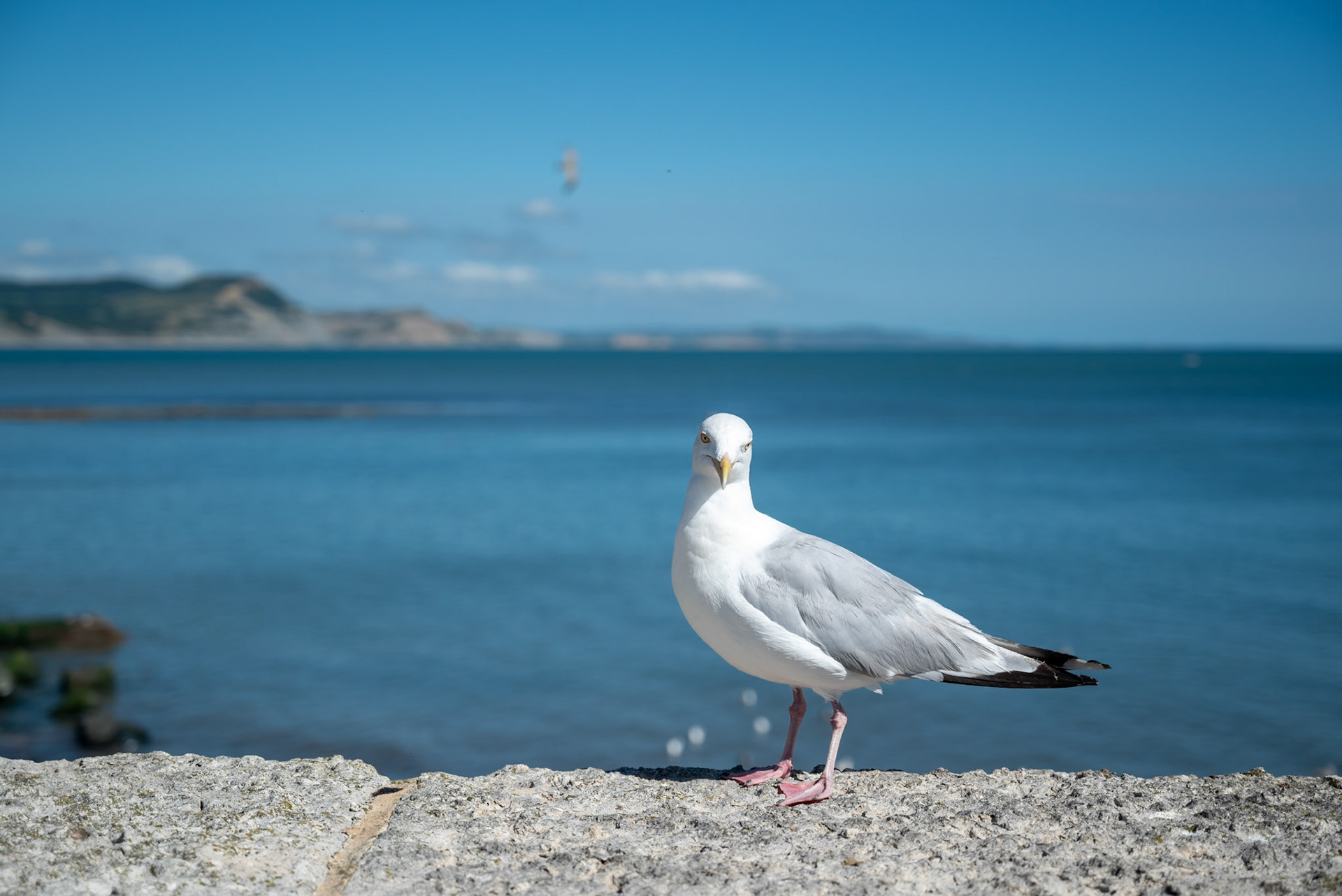 Swanage gull