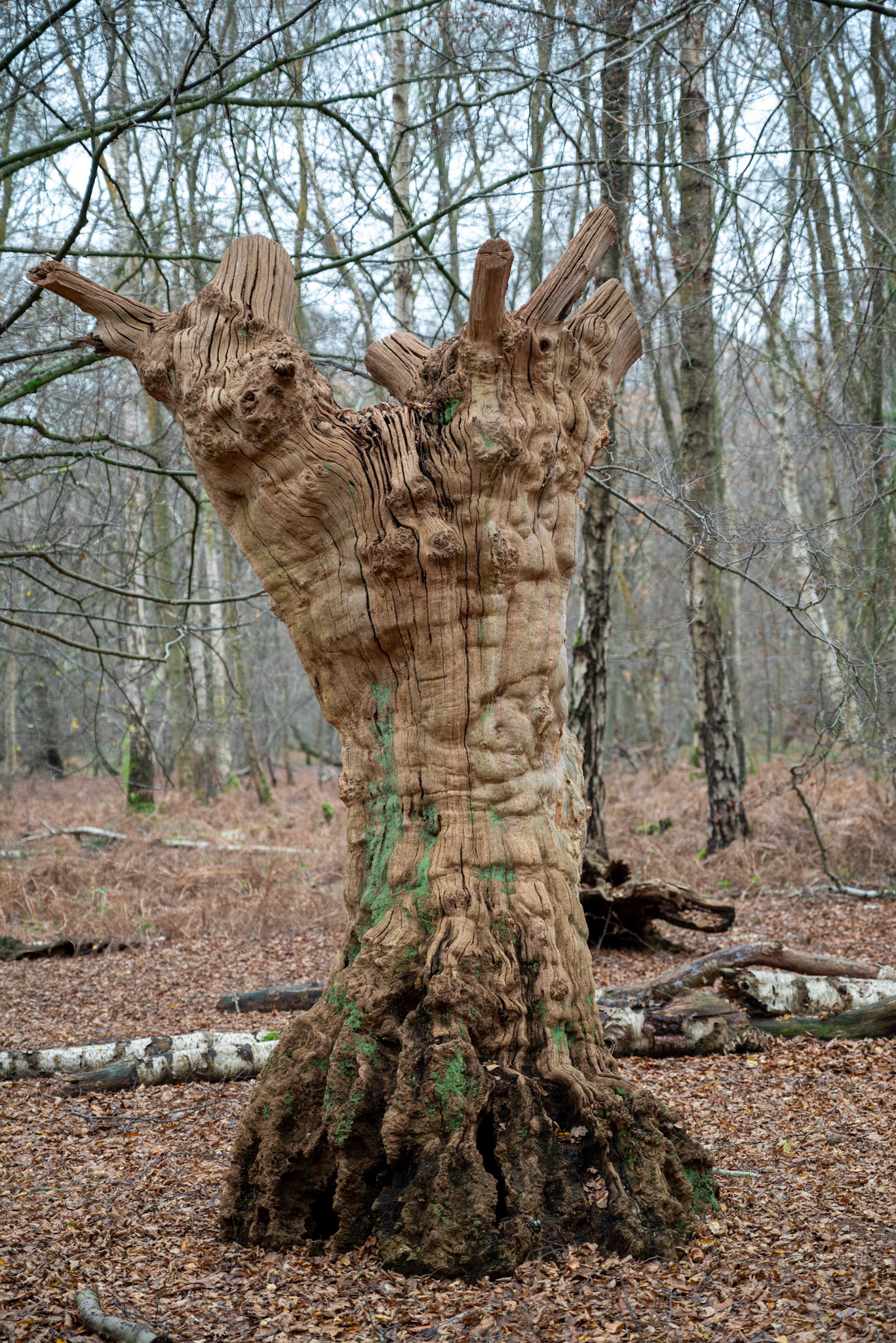 Dead tree (Epping Forest, November 2024)