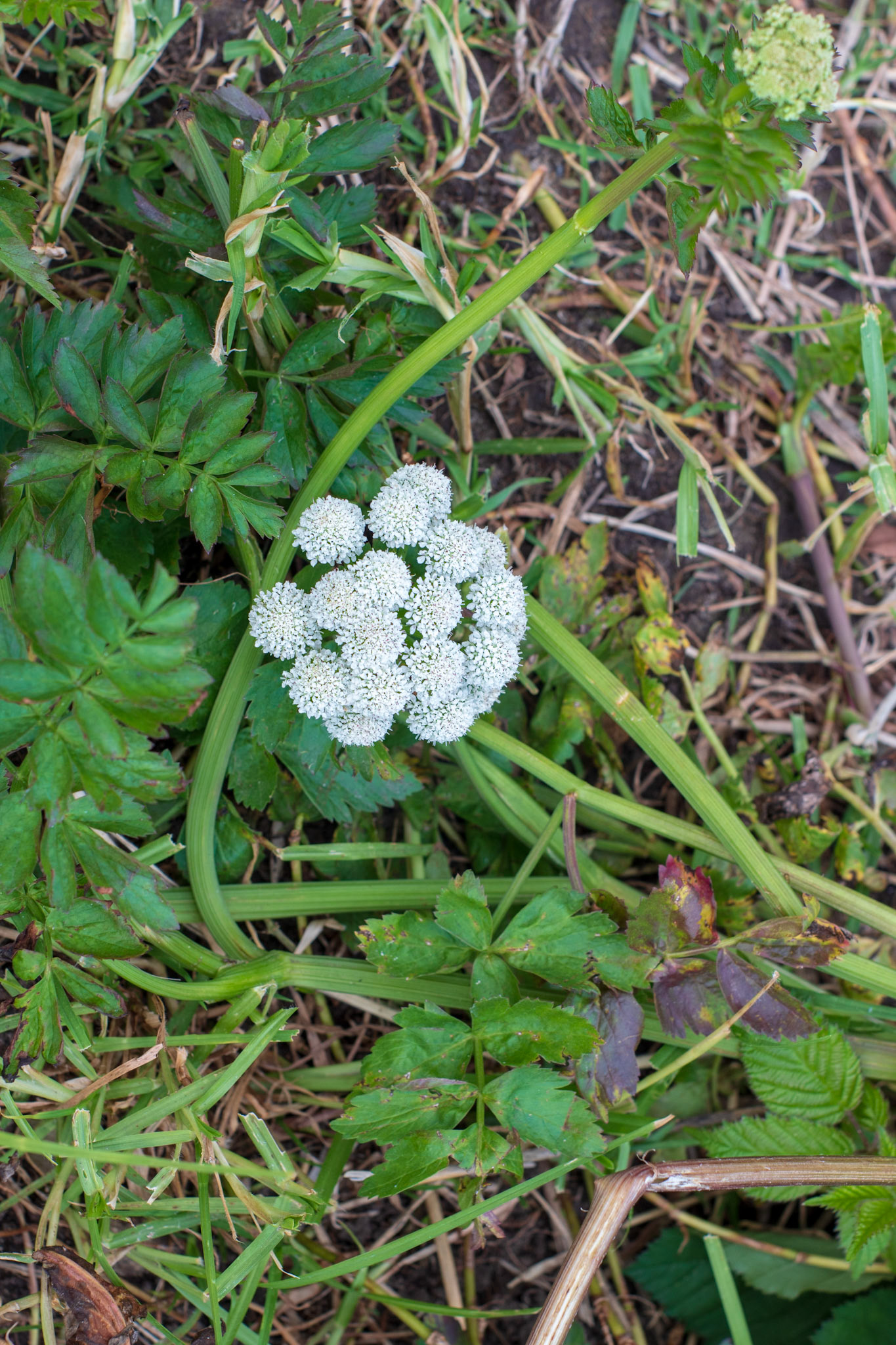 Water Parsley