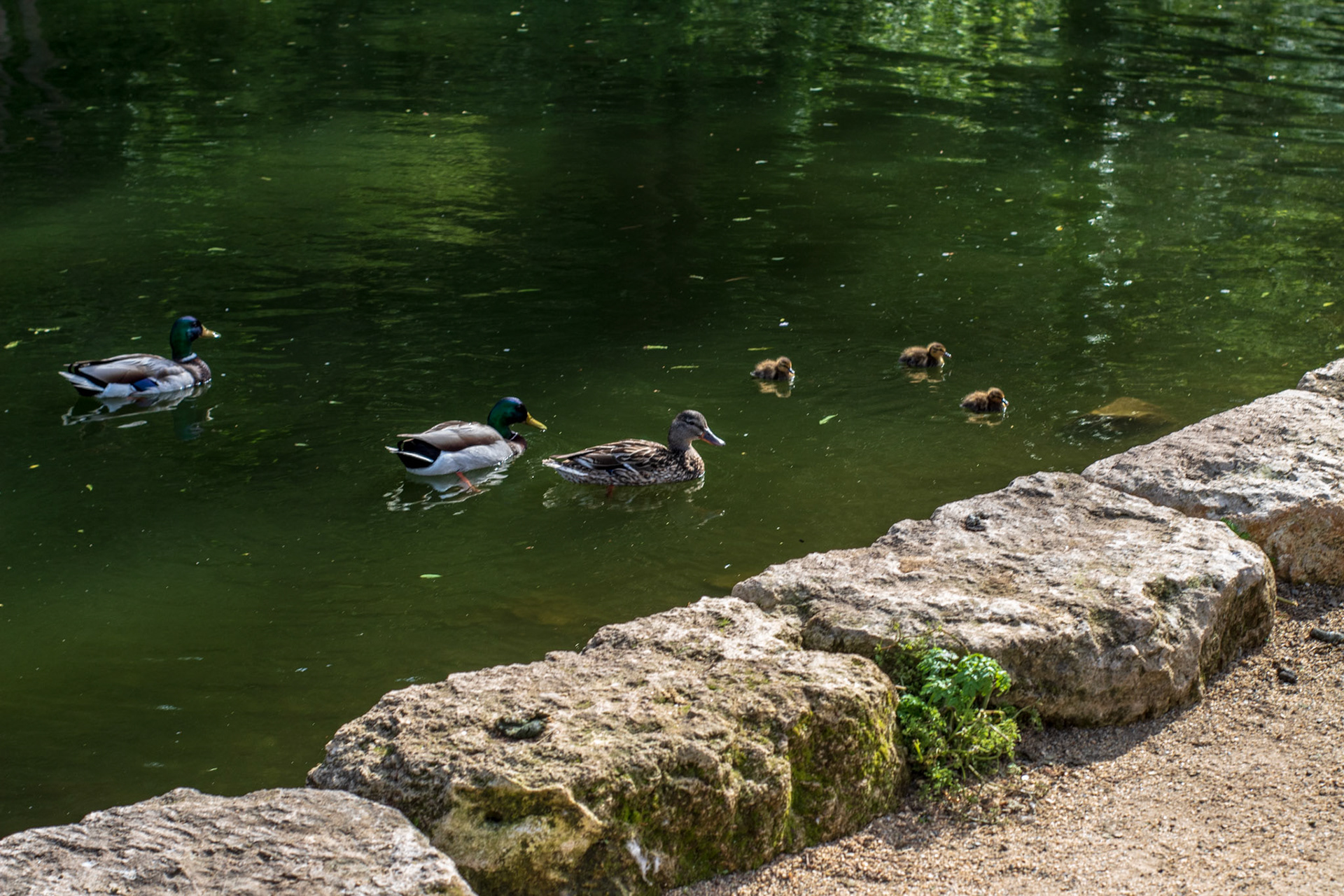 3 chicks, a nearby couple told us there were 7 before the herons got them.