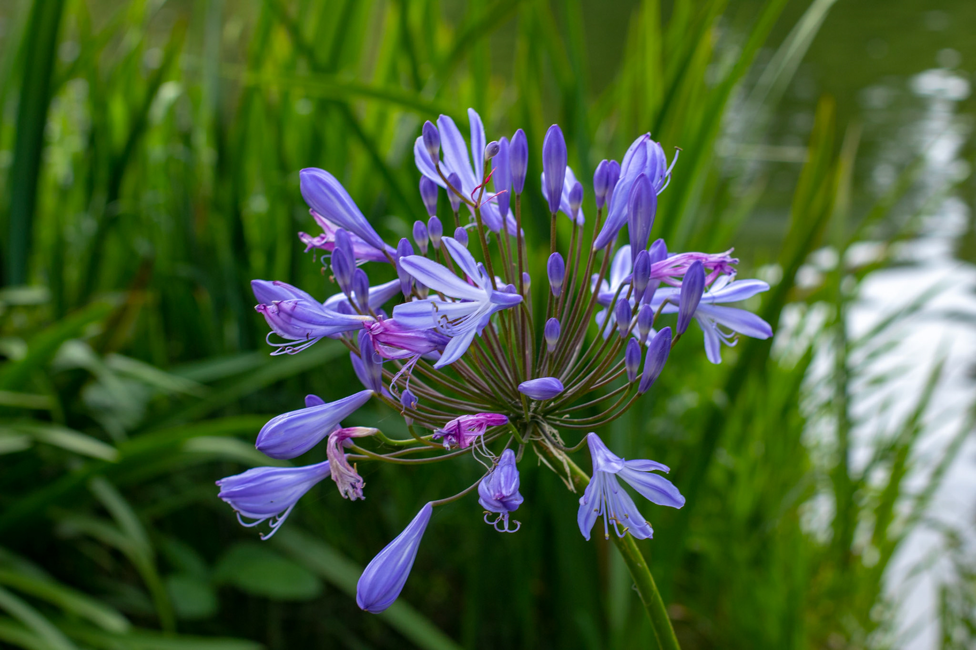 Scilla Peruviana