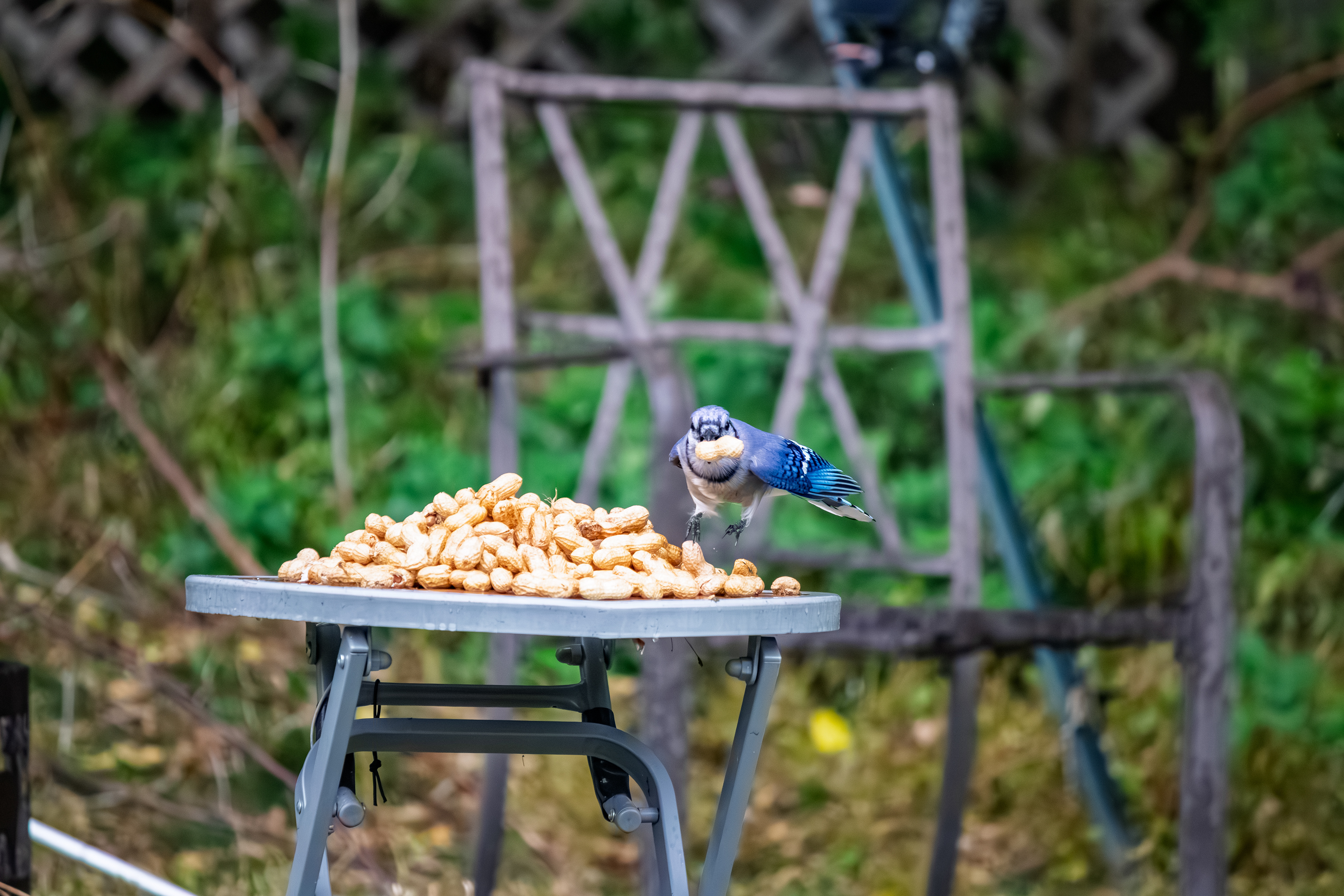 A blue jay enjoys a pile of peanuts on a table.