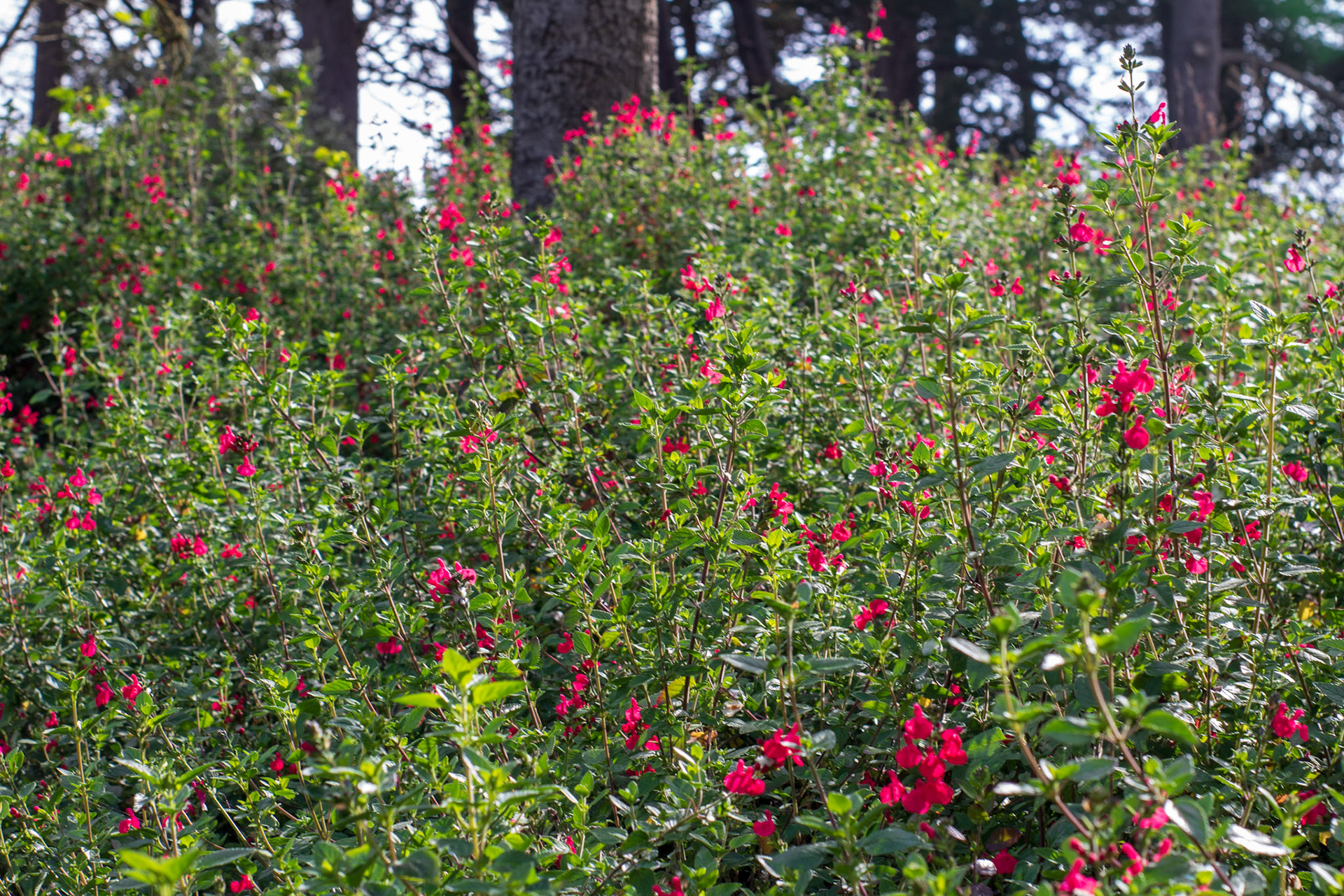 Possibly Graham's Sage