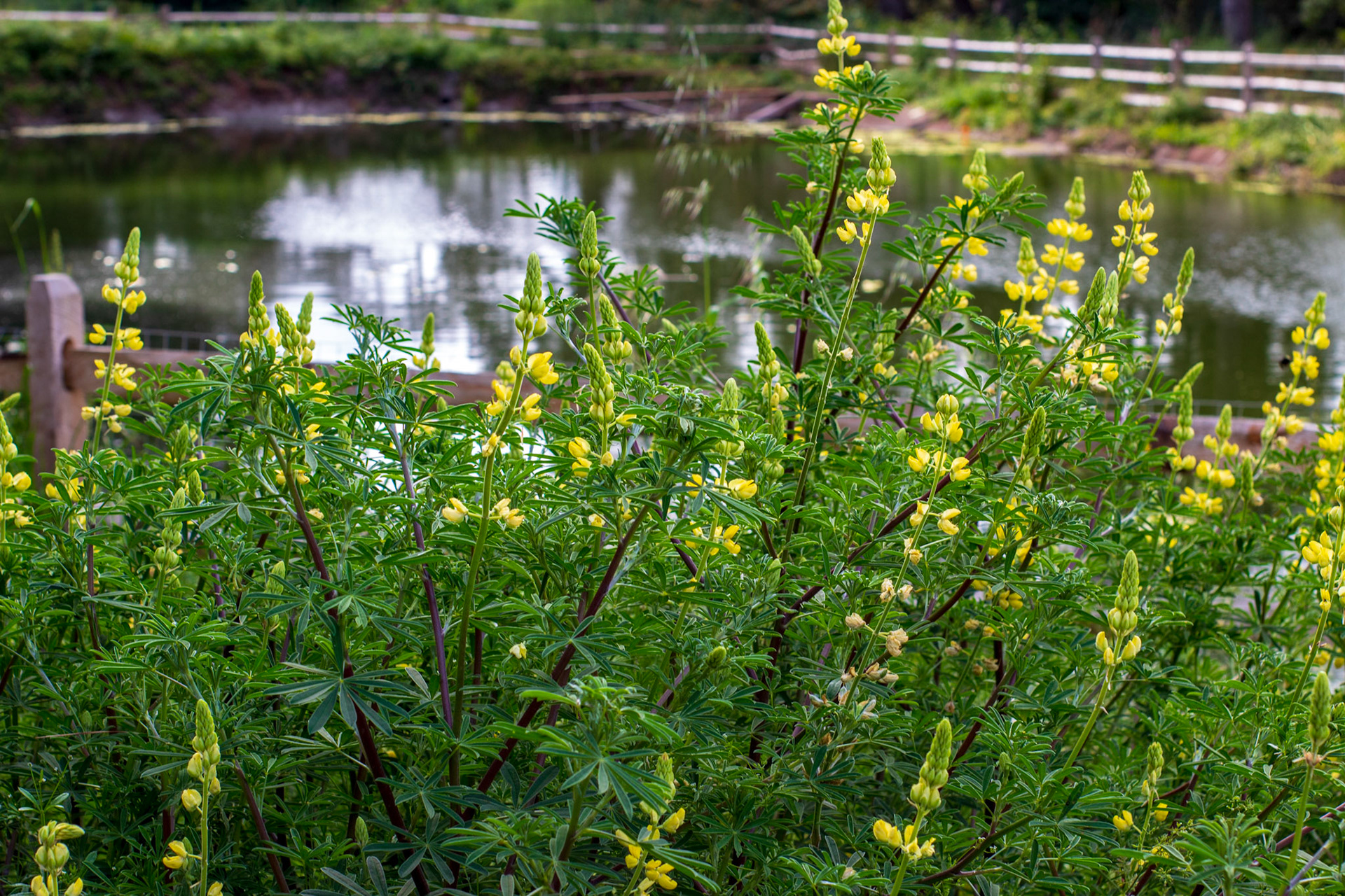Yellow Bush Lupine