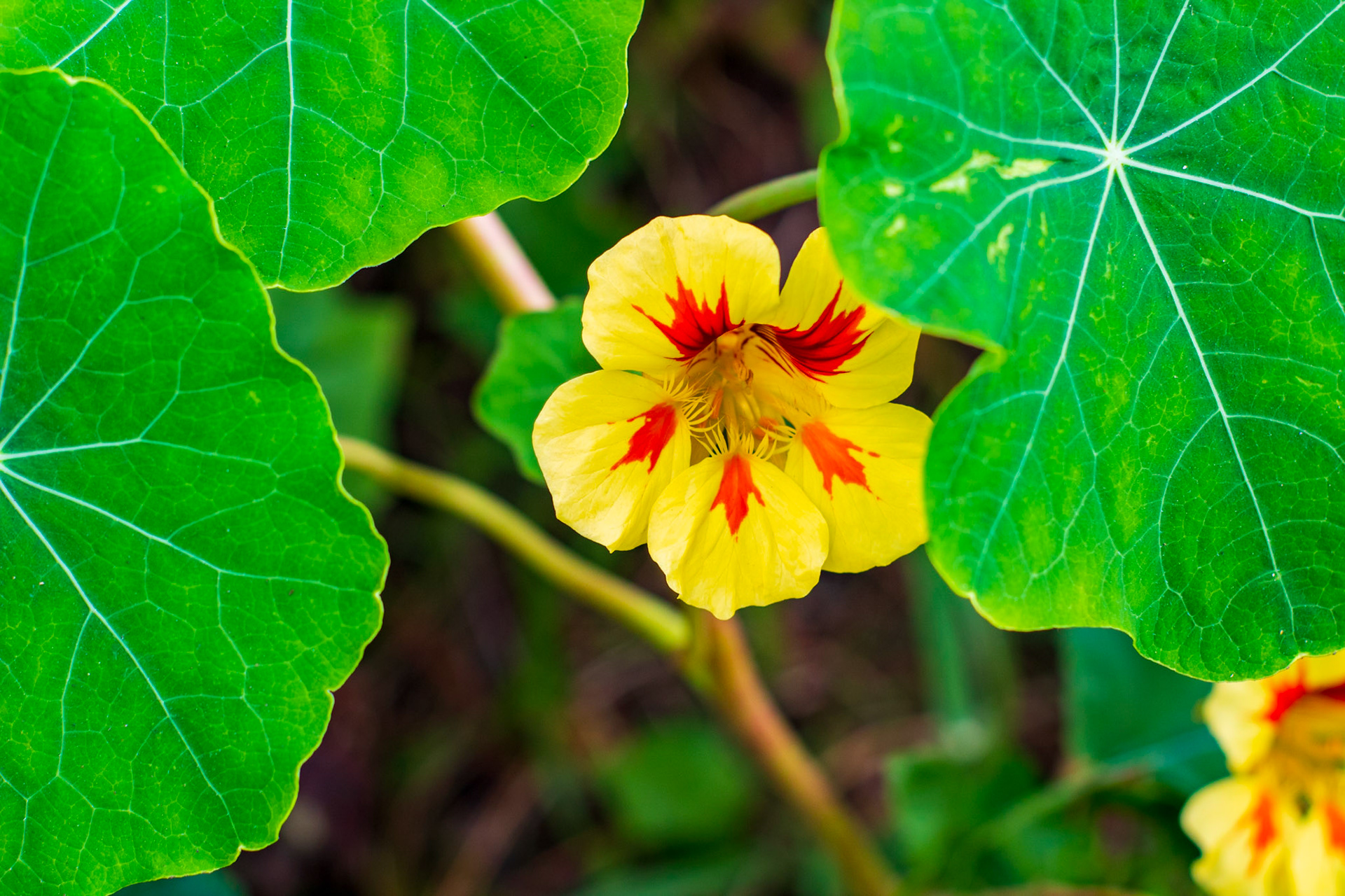 Yellow and Orange Nasturtium