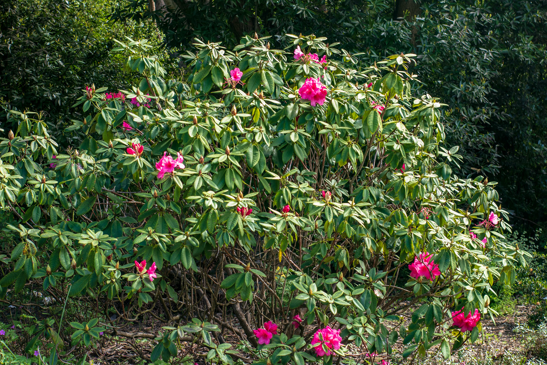 Not the best focused shot but it'll do