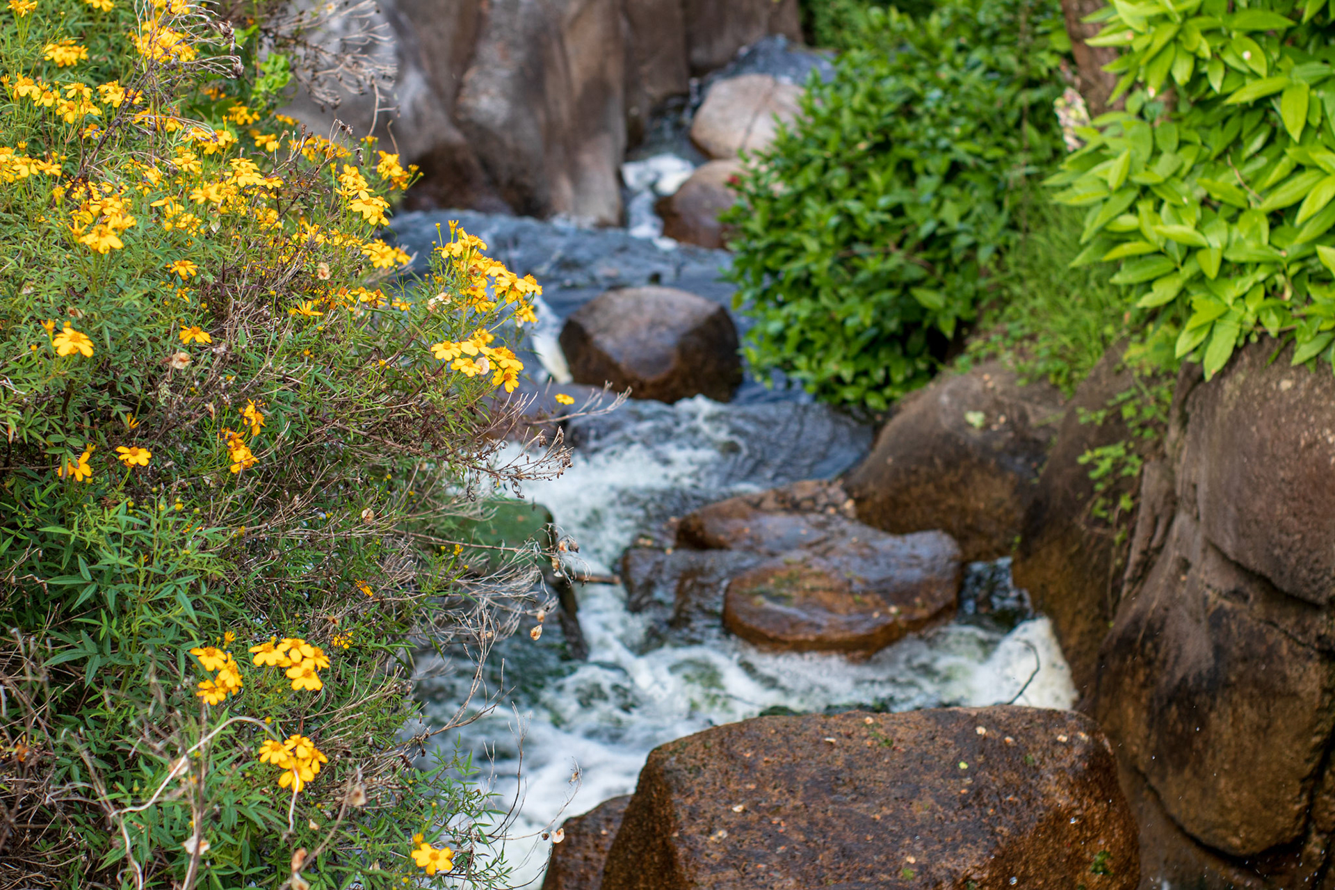 Possibly California Goldfield
