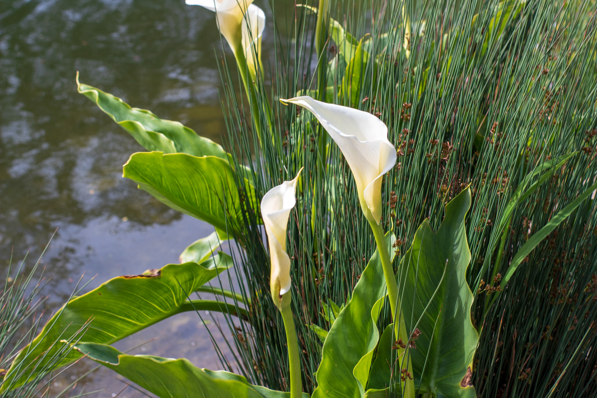 Cala Lily & Spreading Rush