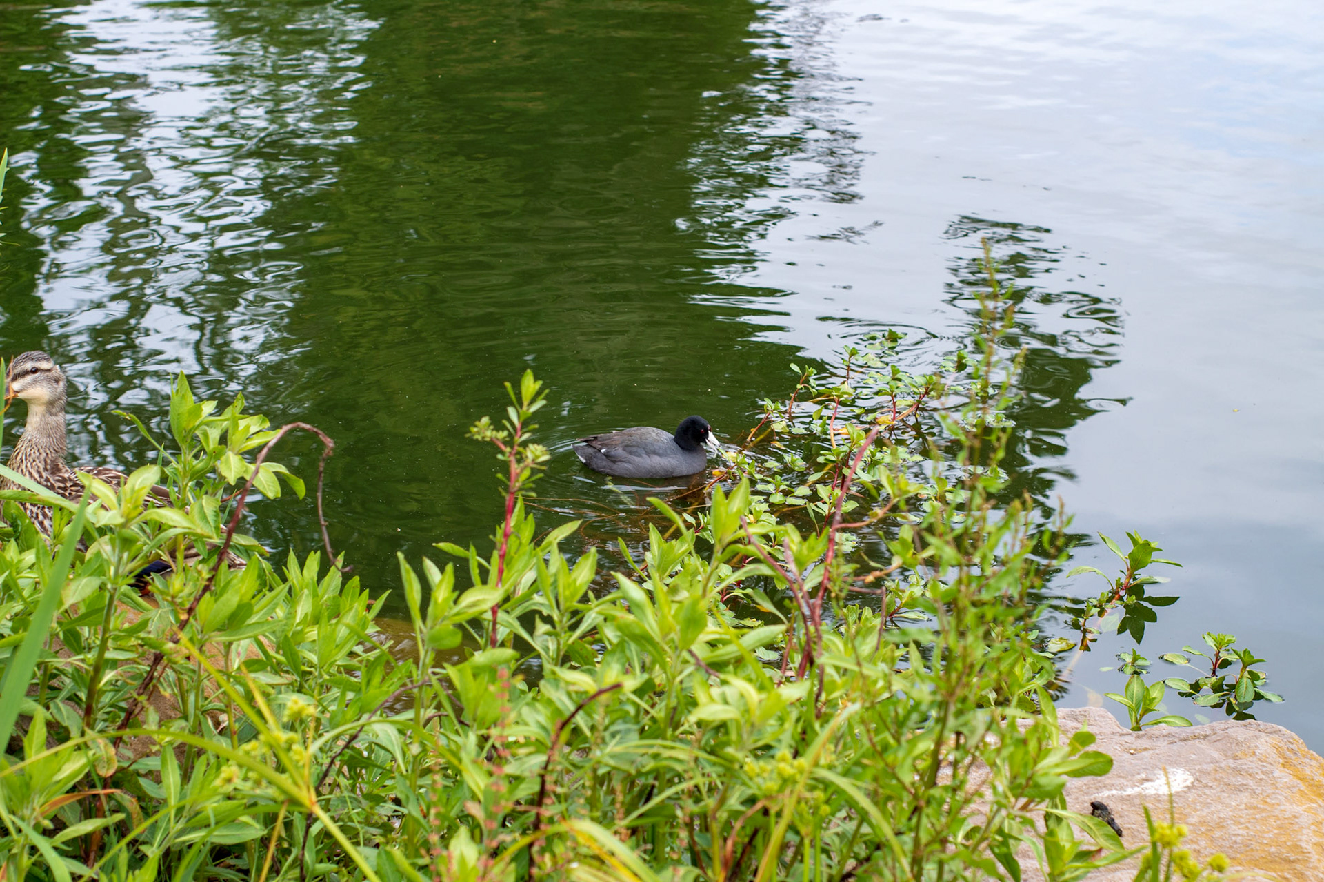 American Coot & Mallard