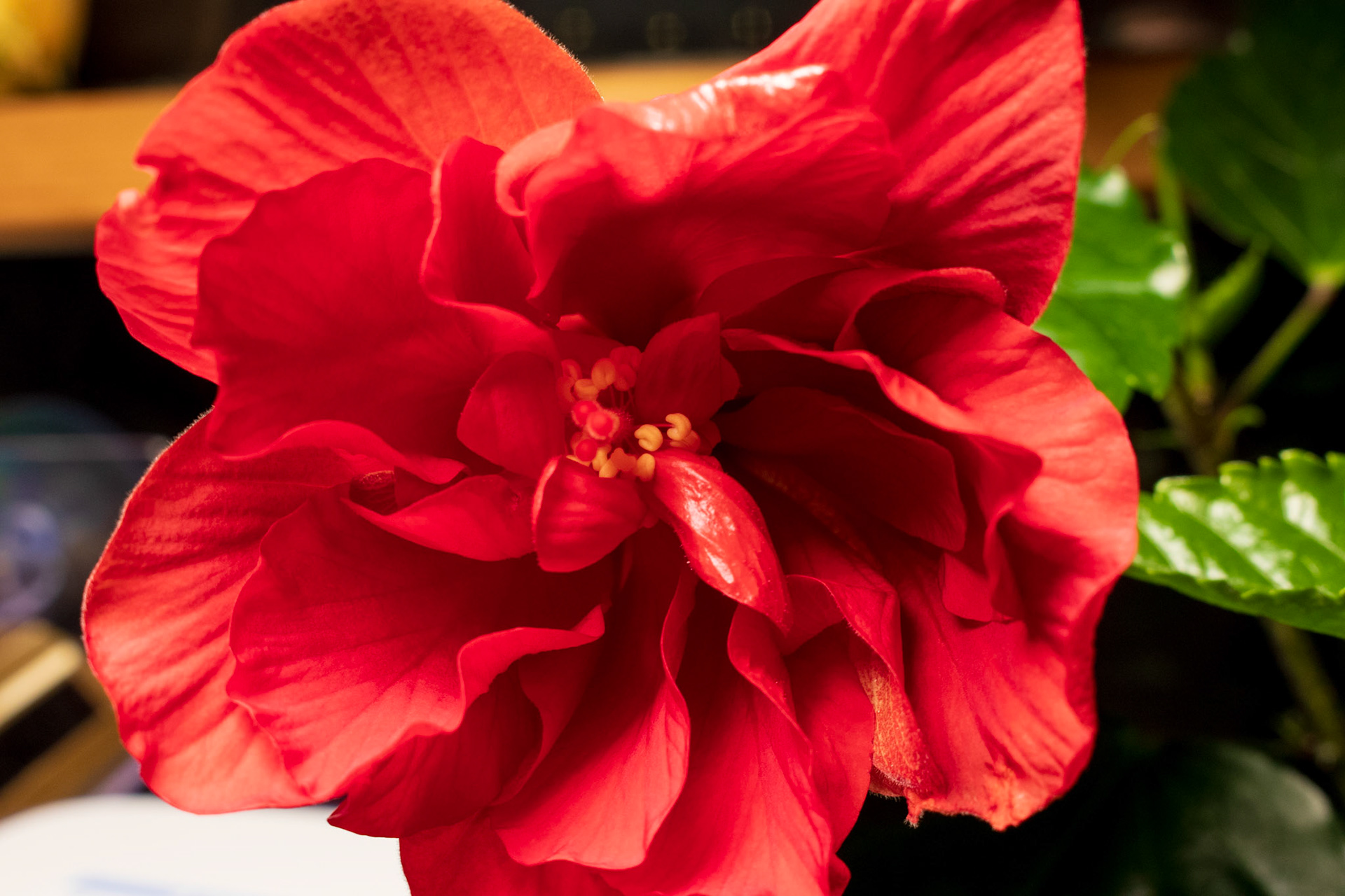 Hibiscus close-up