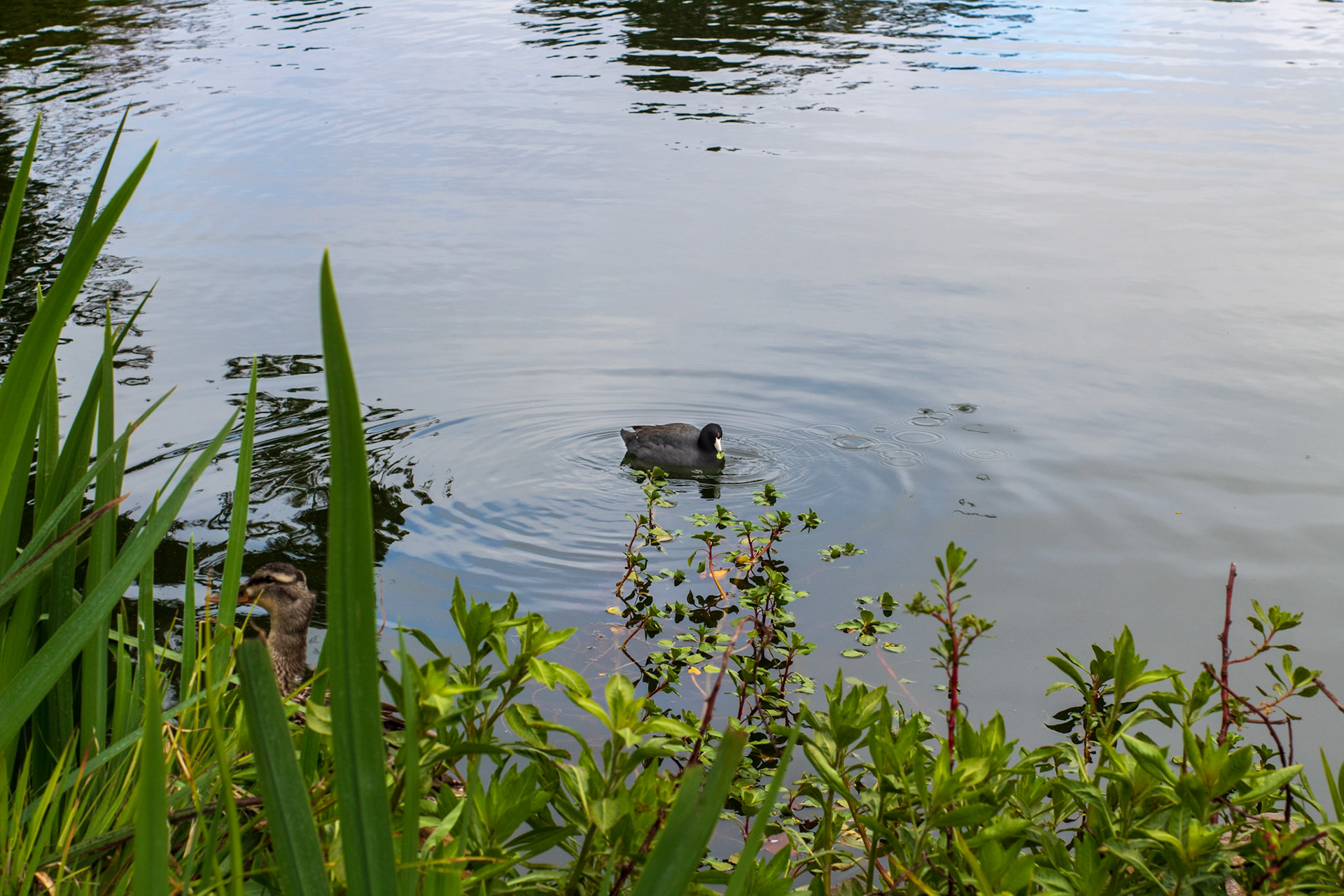American Coot & Cautious Mallard