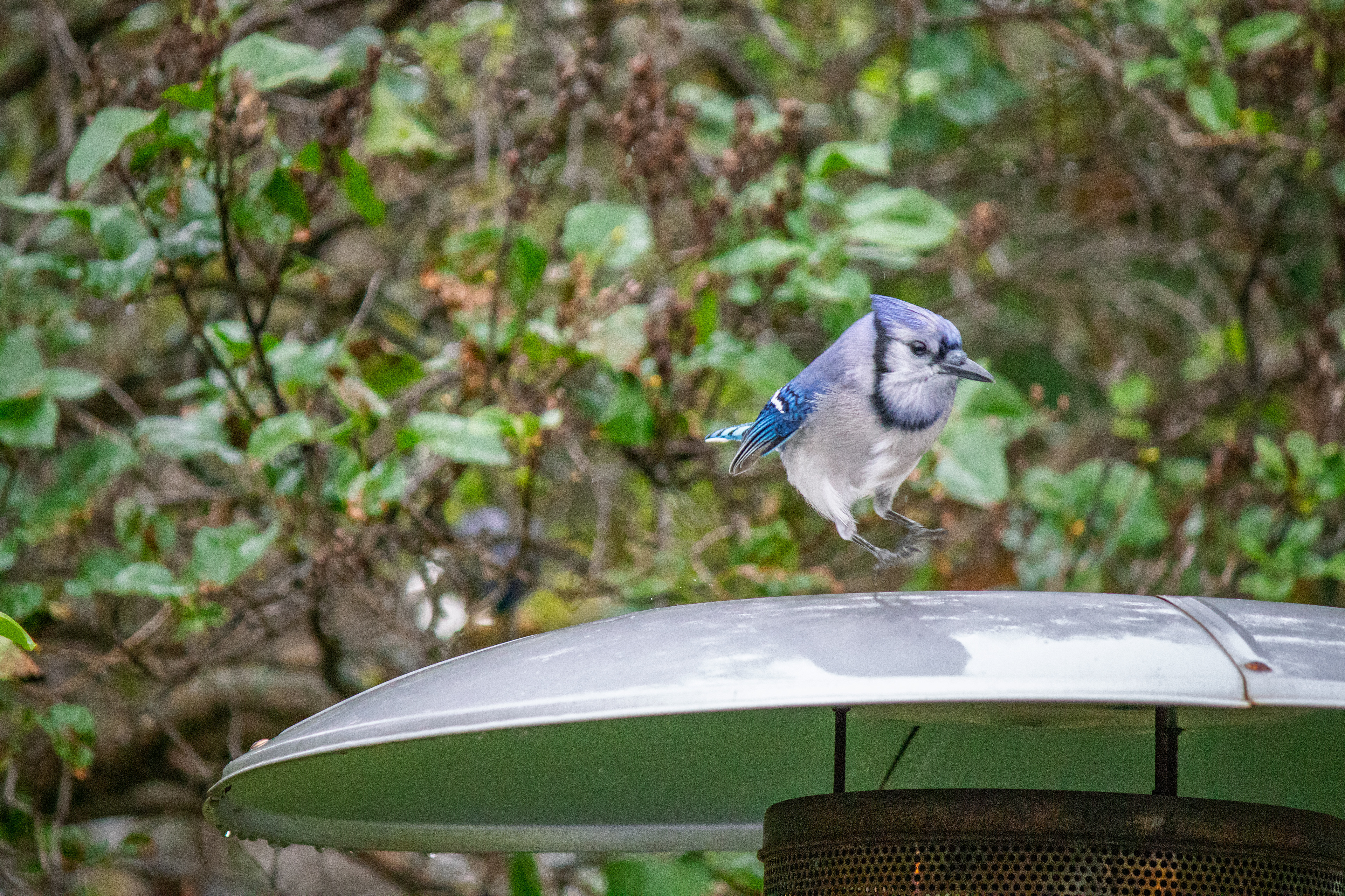 A blue jay enjoys the puddle of water on top of our patio heater.