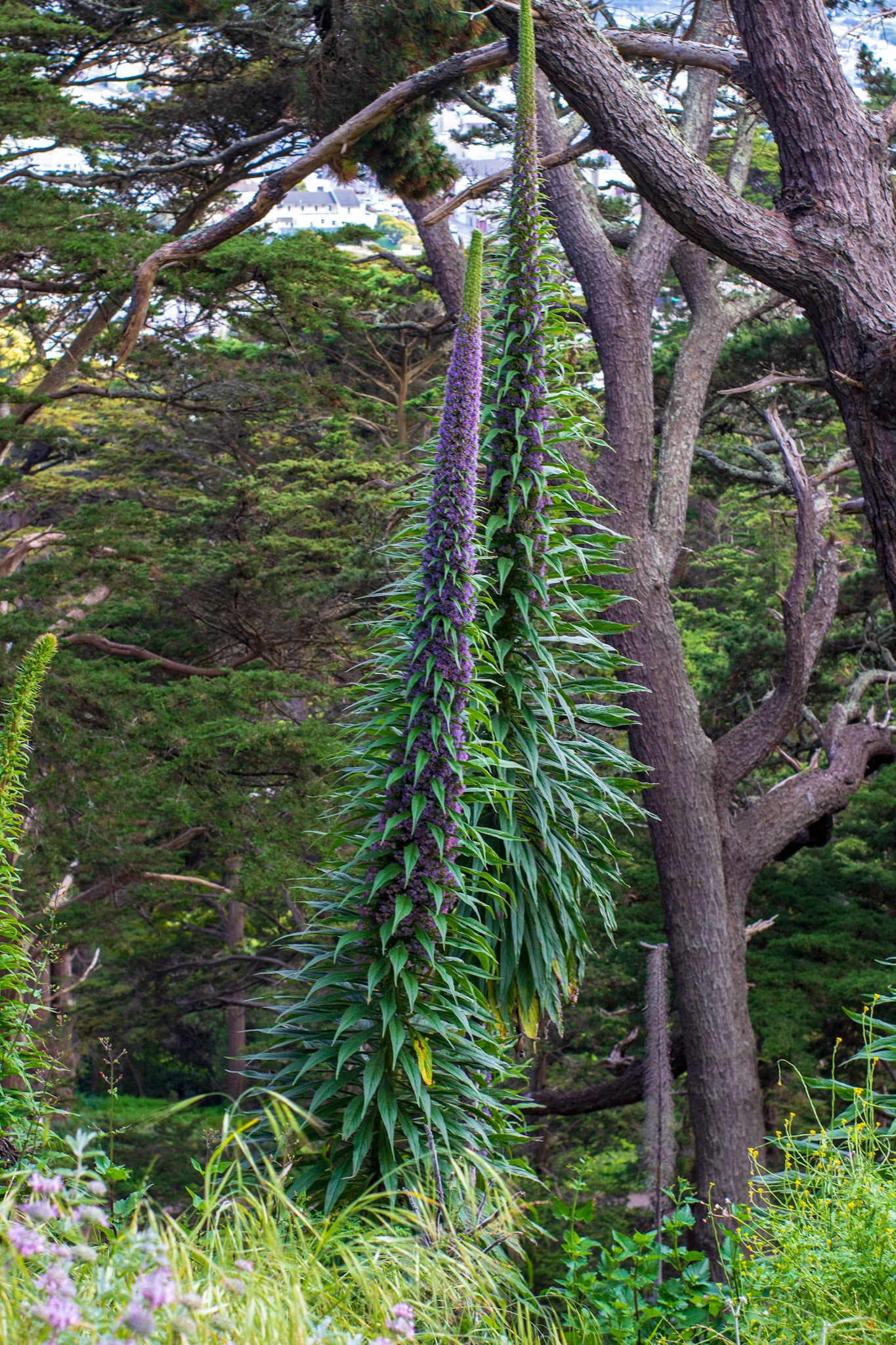 Echium Candicans