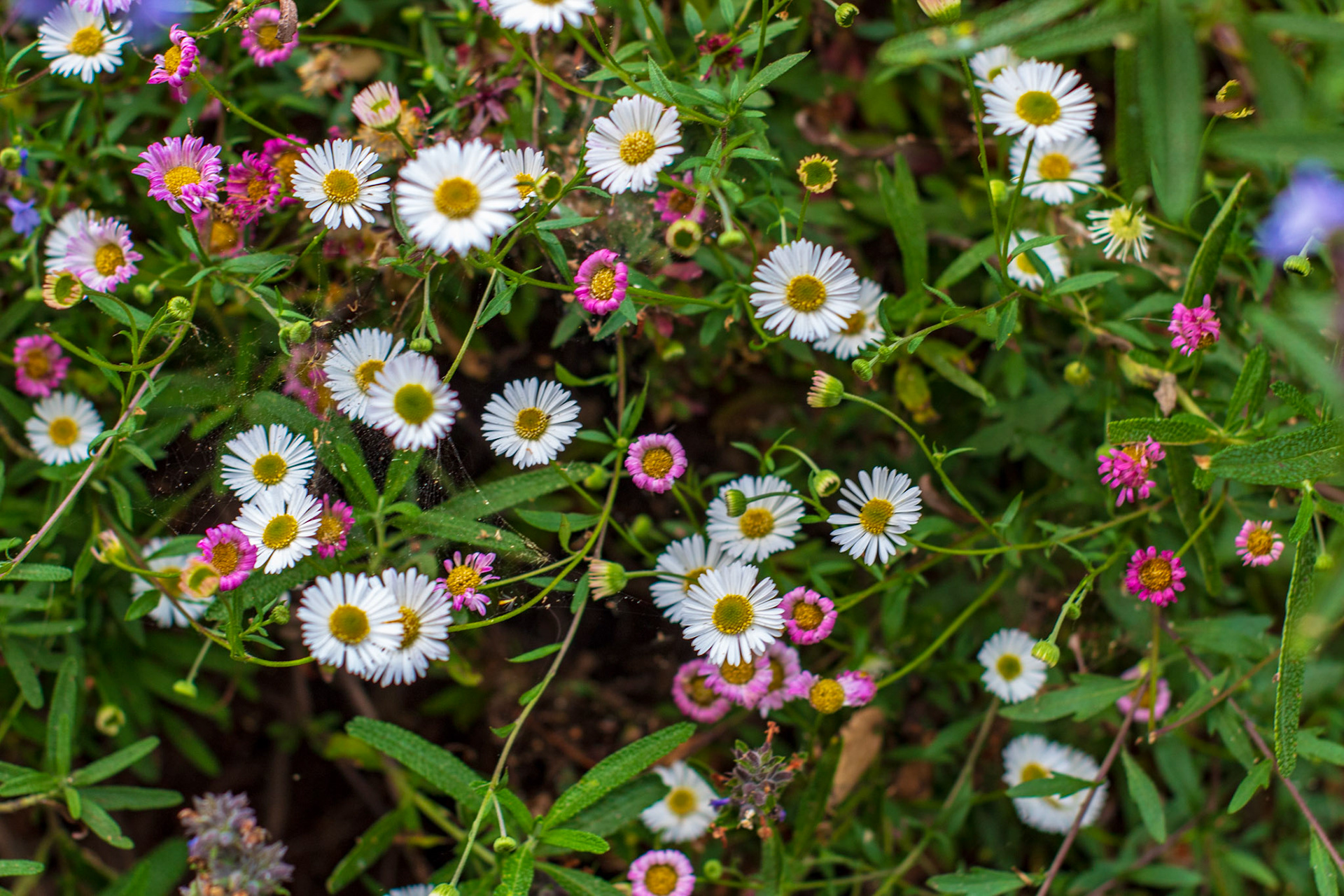 I think this is Pacific Aster?