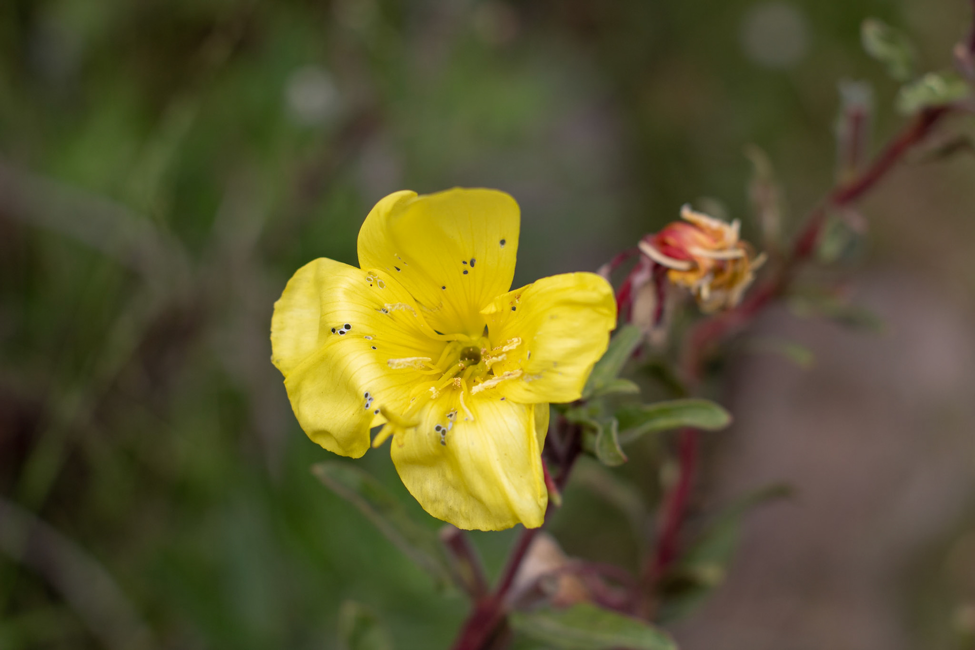 Oenothera elata