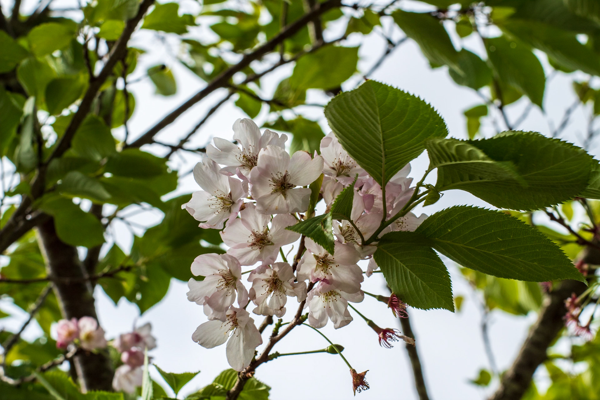 I think this is Dog-Rose? Rosa canina
