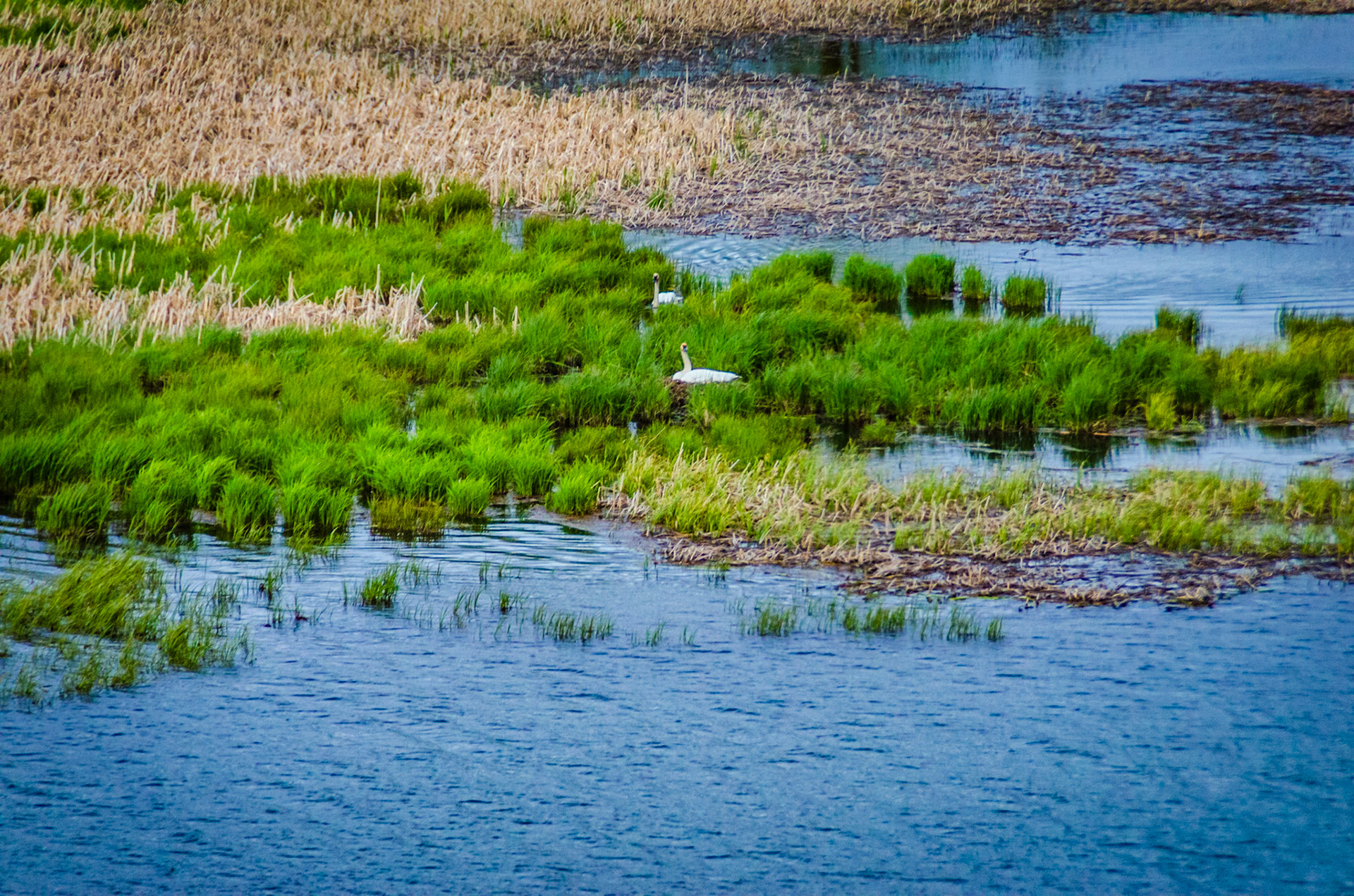 Swans