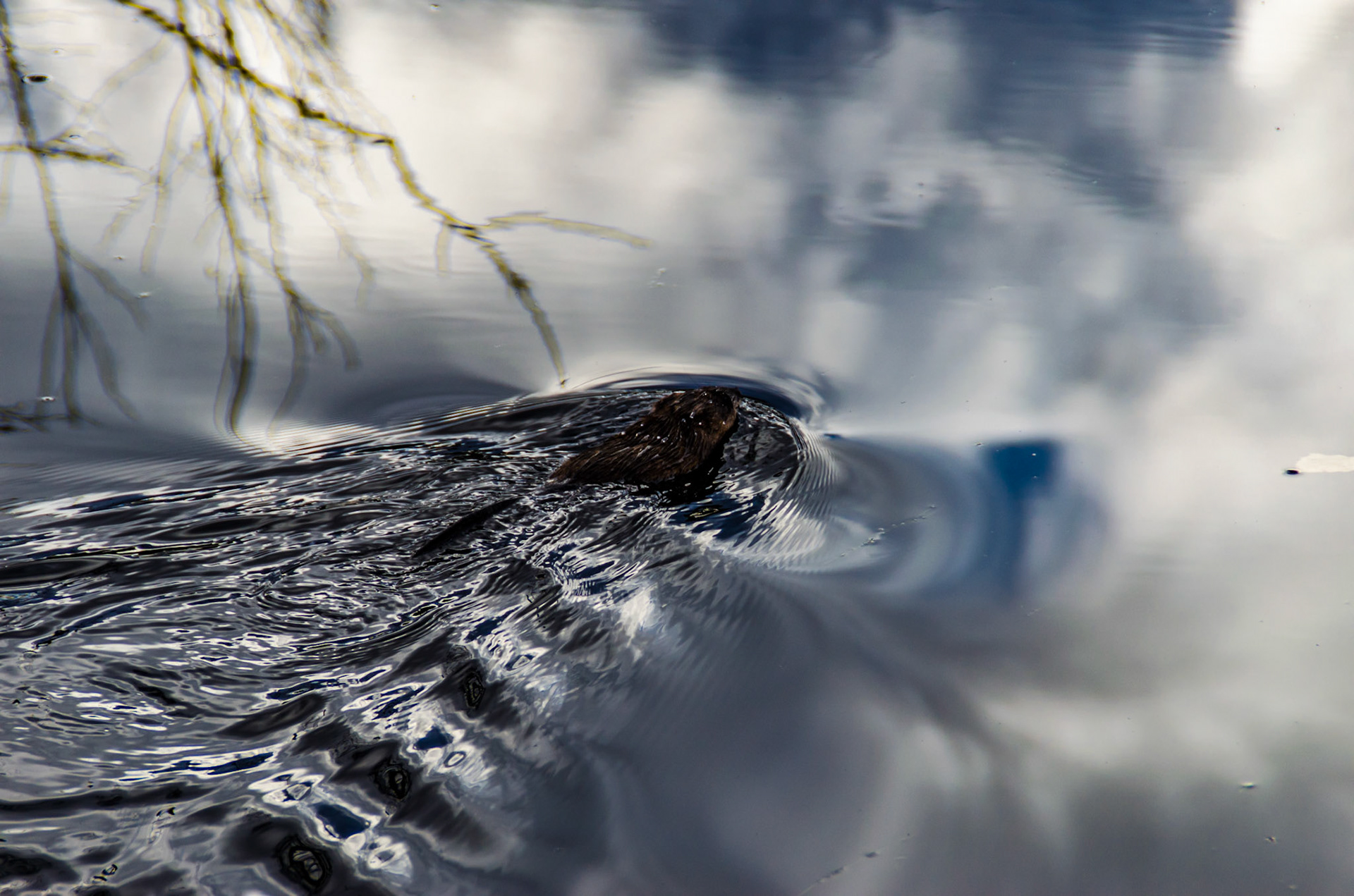 Beaver