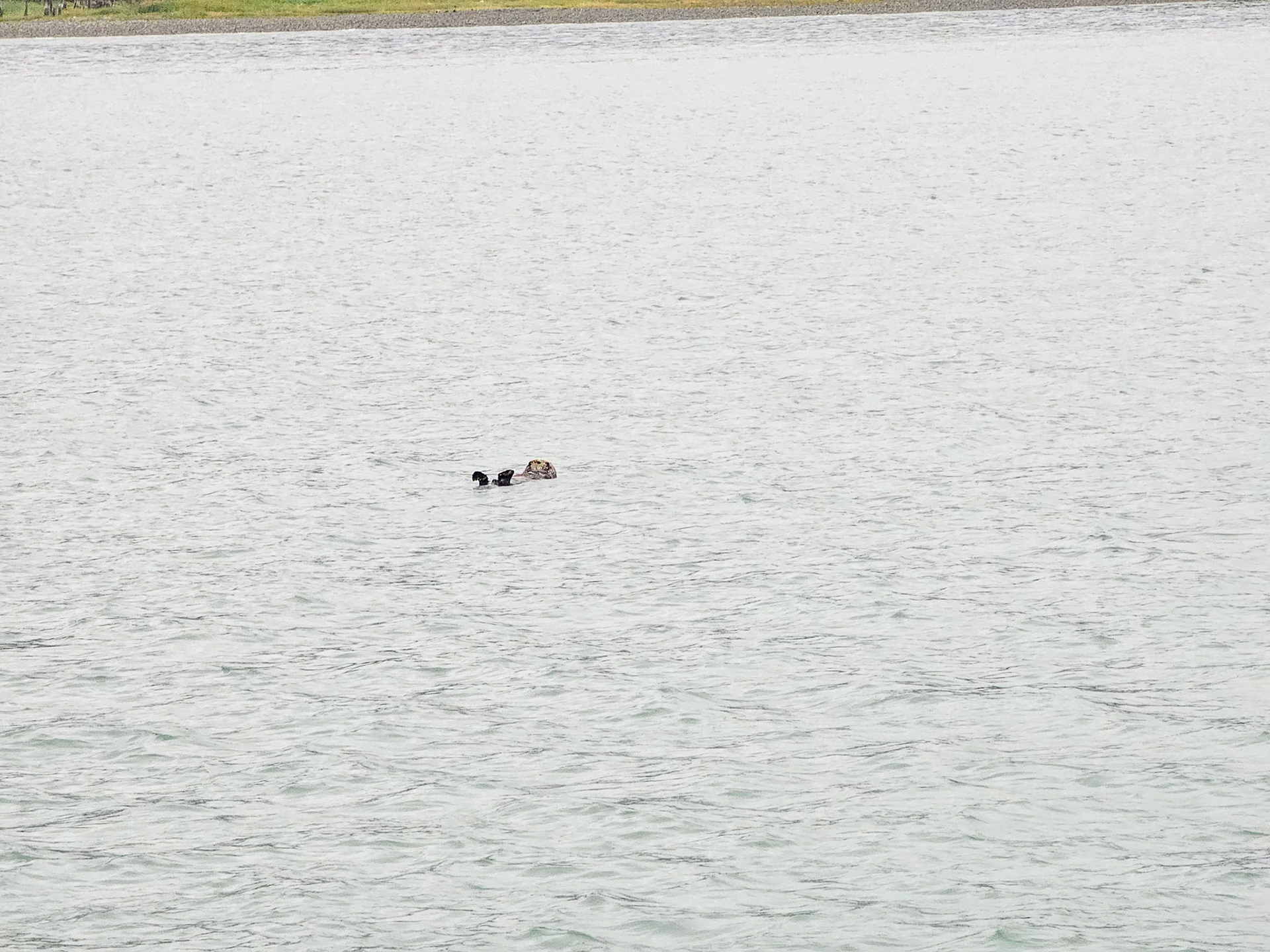 Sea Otter
