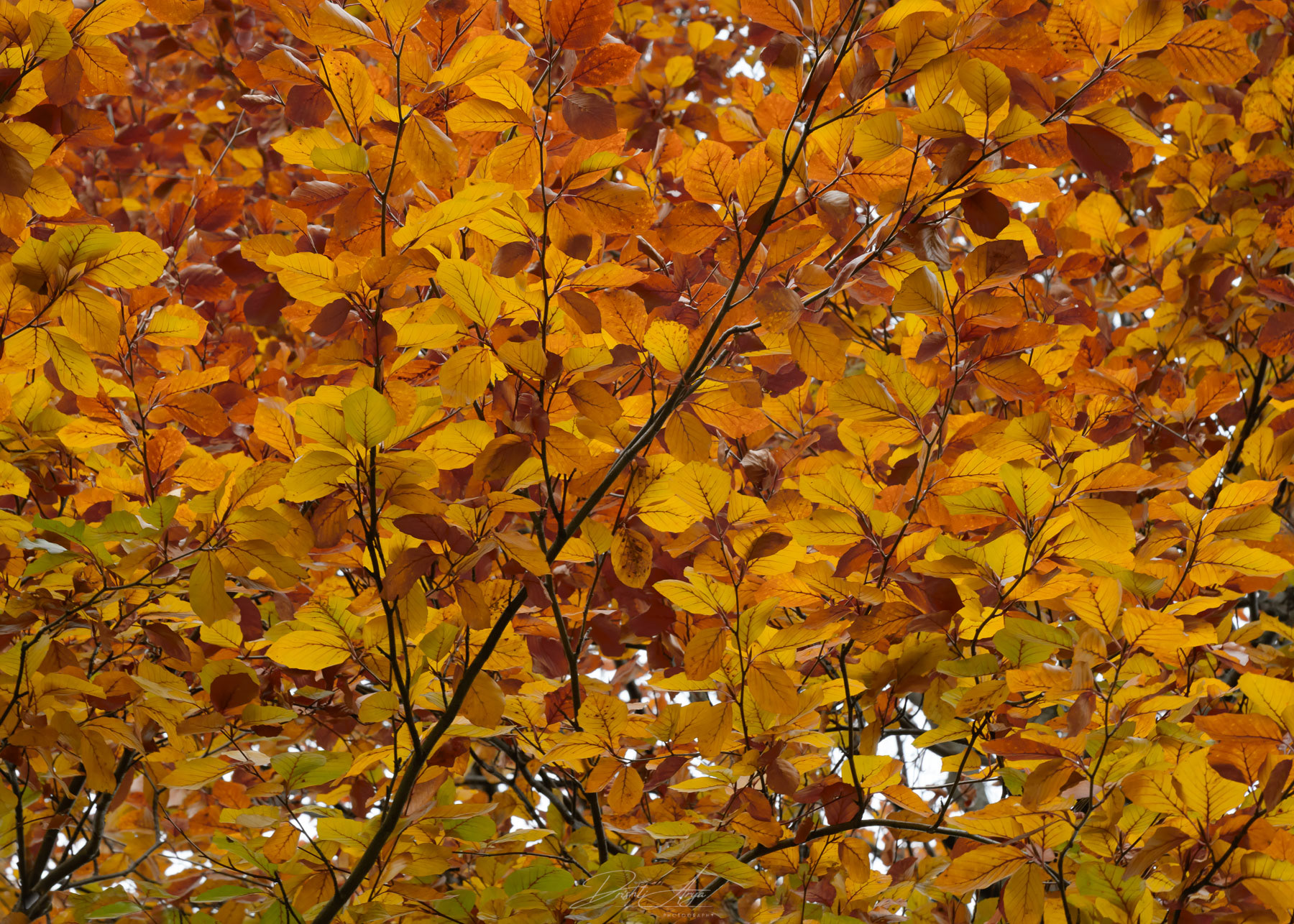 European Beach Patterns