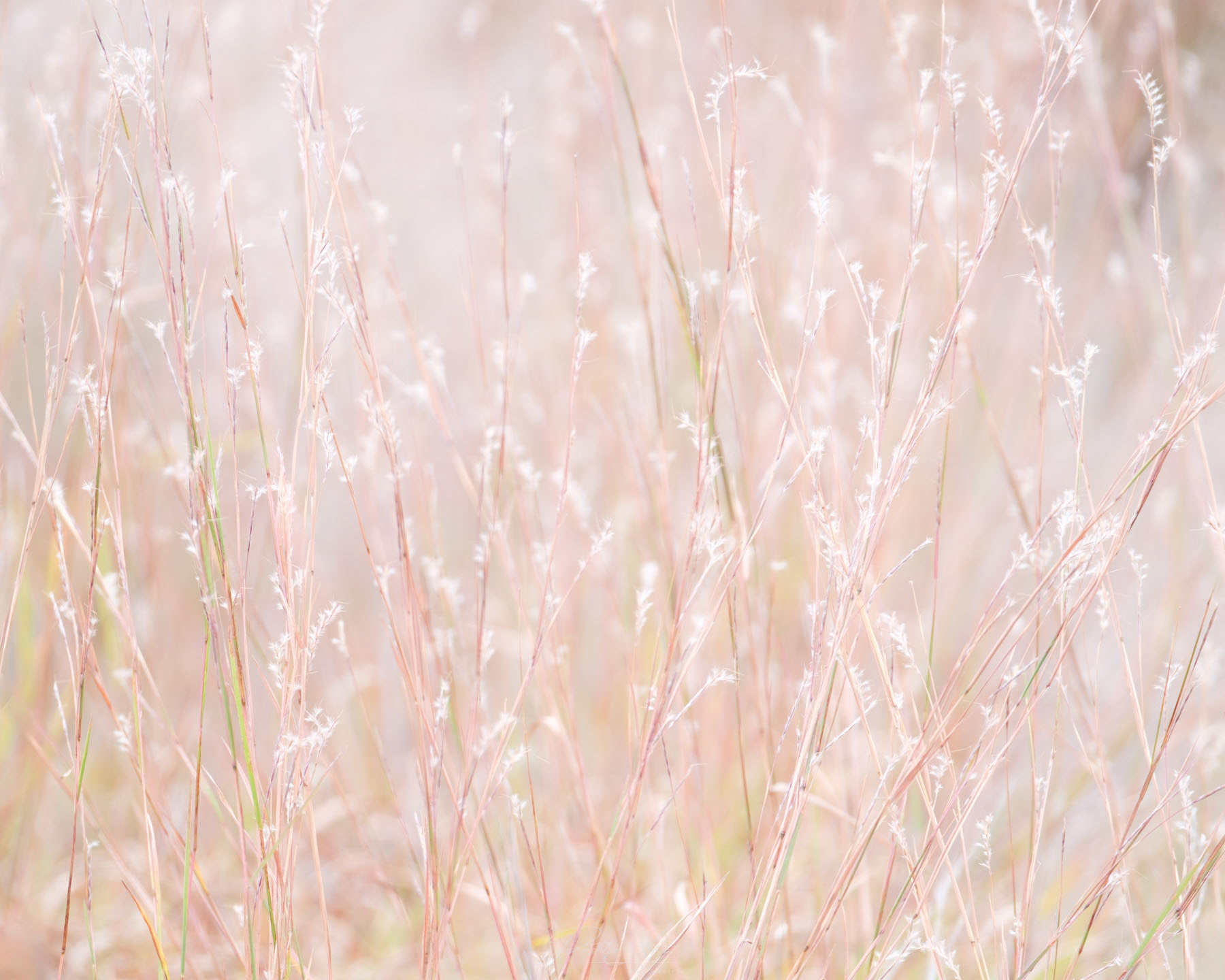 Pastel Little Bluestem