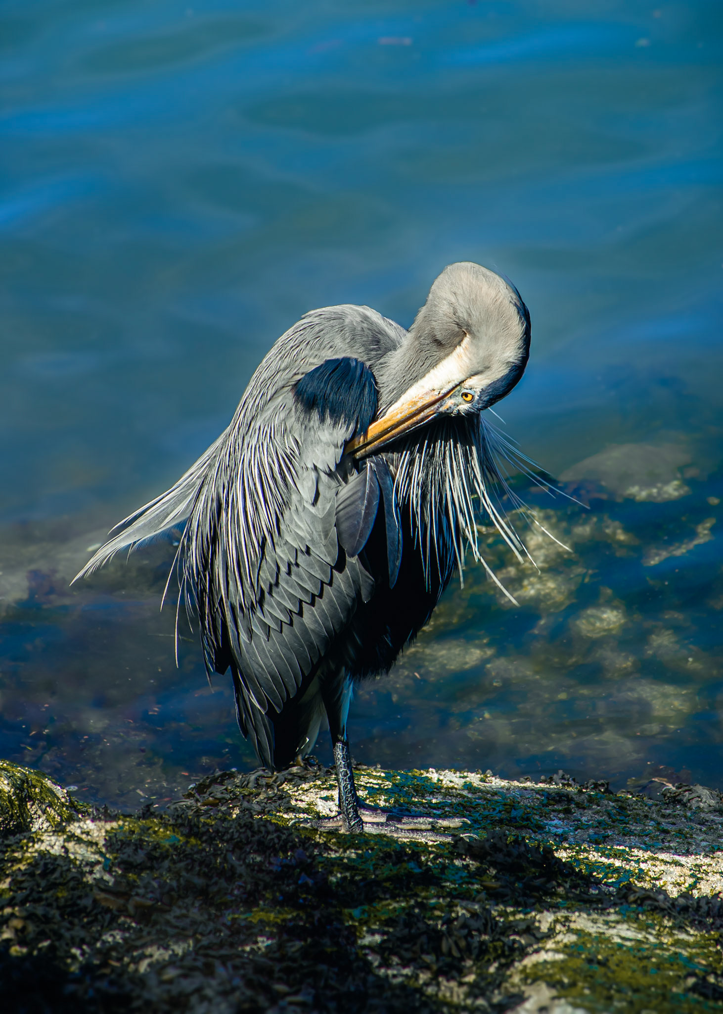 Great Blue Heron