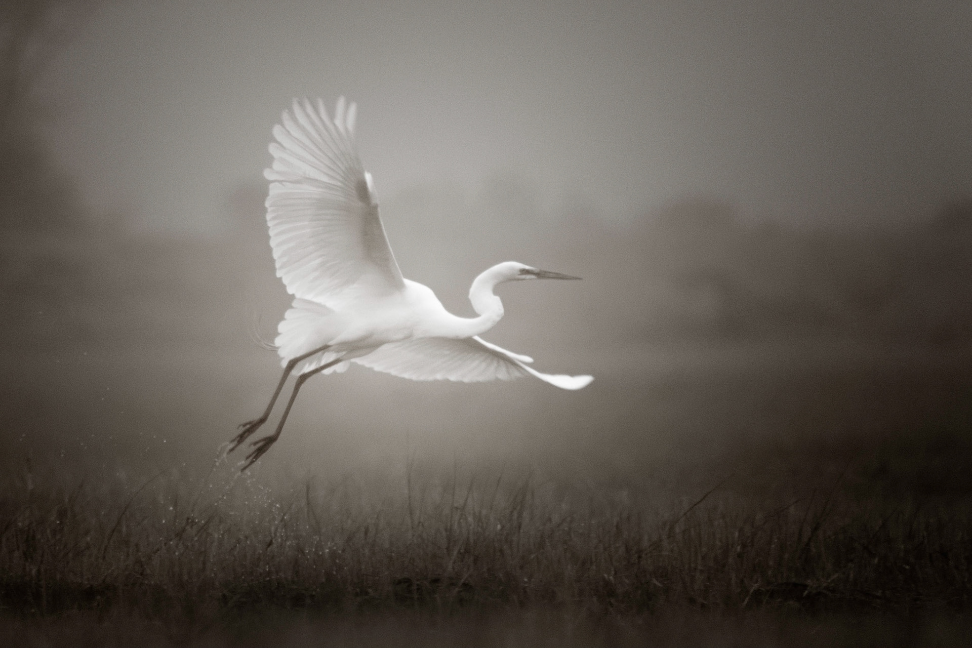 Grande aigrette, 2019